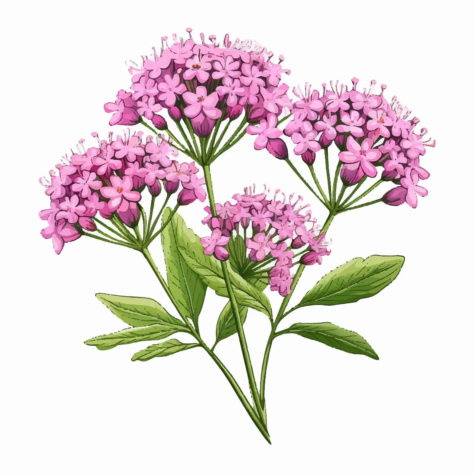 Realistic Valeriana Officinalis Botanical Illustration — free download from Dotvec