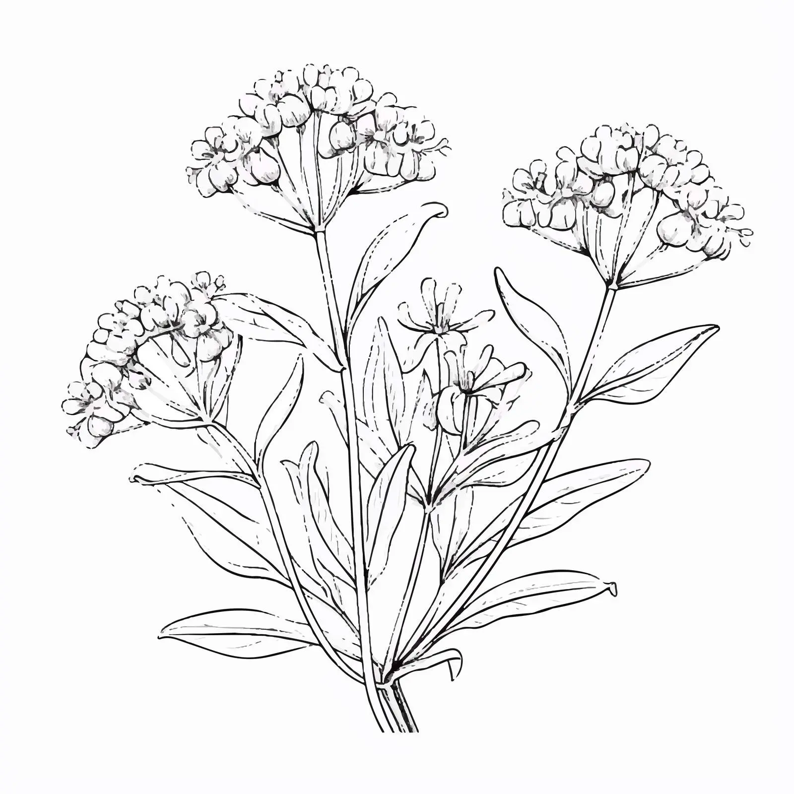 Vintage Botanical Sketch of Valeriana Officinalis — free download from Dotvec