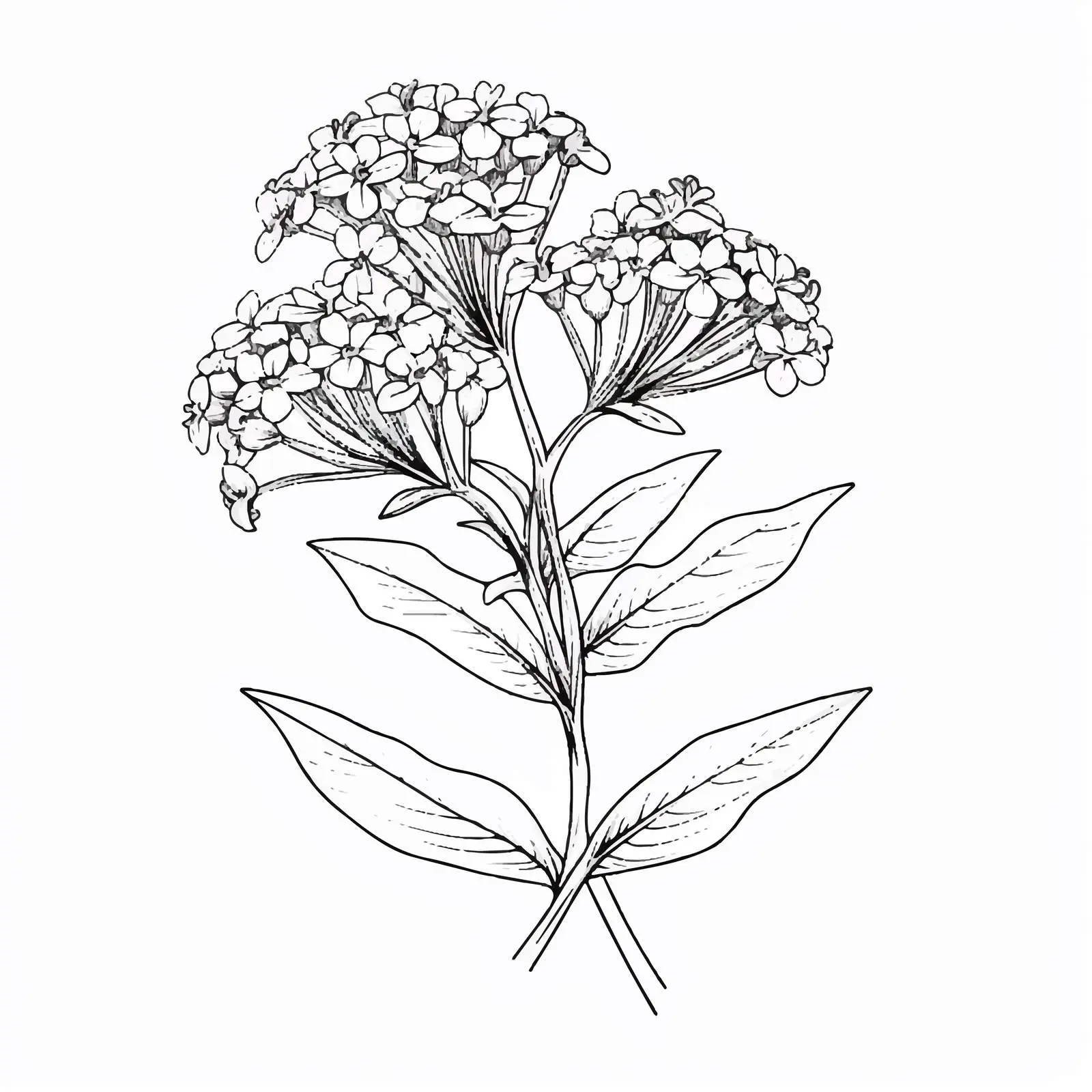 Vintage Botanical Drawing of Valeriana Officinalis — free download from Dotvec