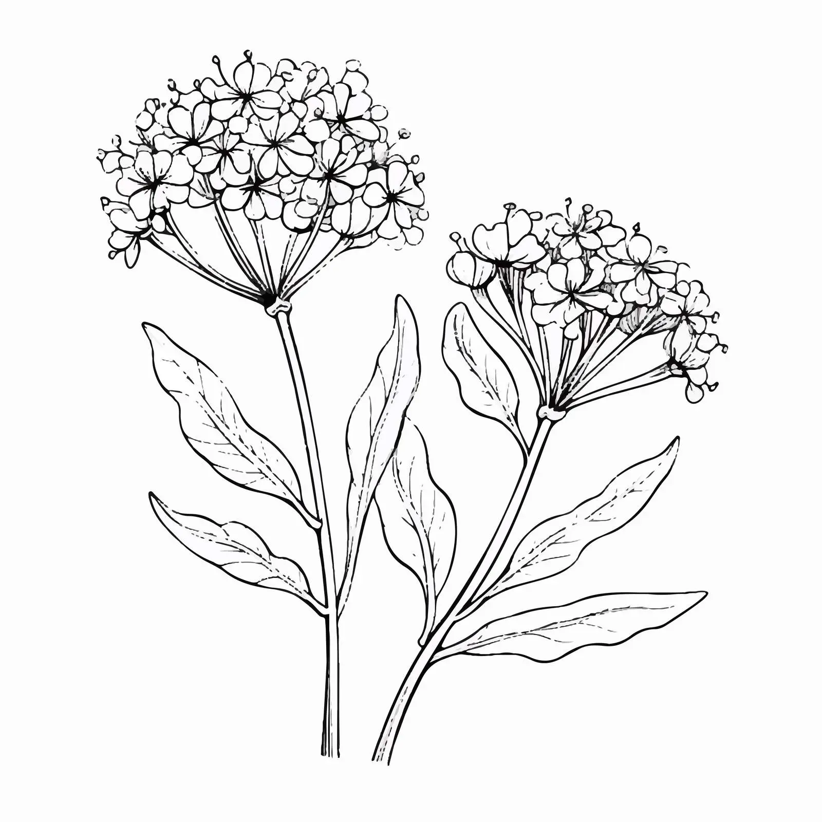 Vintage Botanical Sketch of Valeriana Officinalis — free download from Dotvec