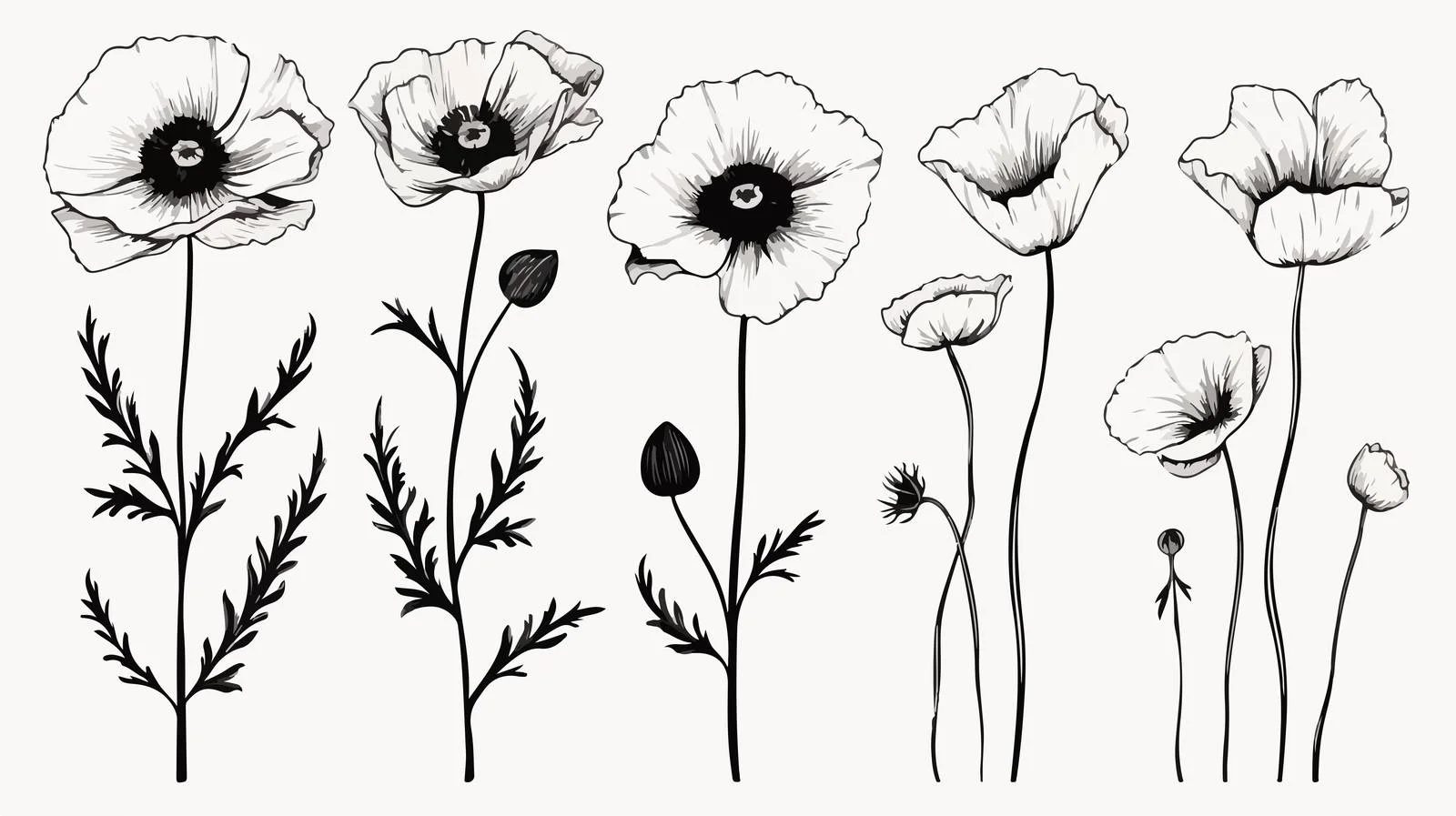 Elegant Poppy Silhouette Floral Illustration — free download from Dotvec