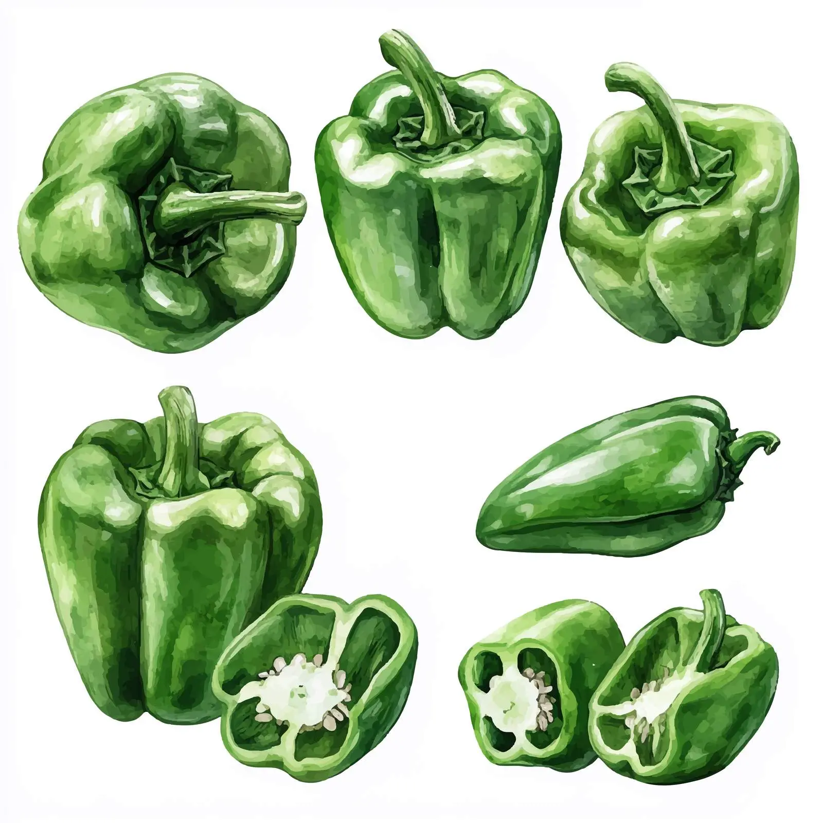 Fresh Organic Green Bell Pepper Vector Art — free download from Dotvec