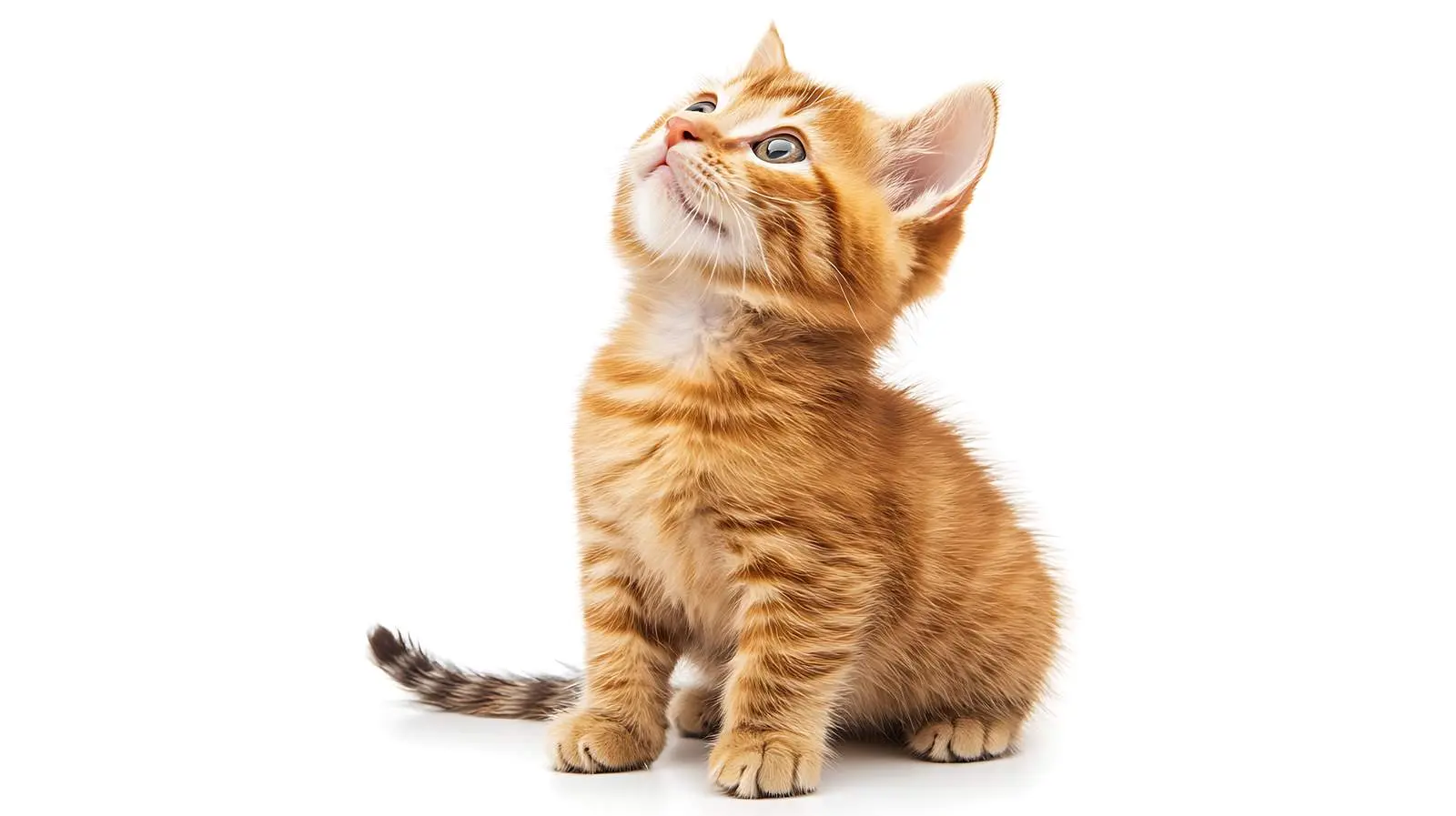 Veterinarian Examines Scottish Straight Kitten — free download from Dotvec