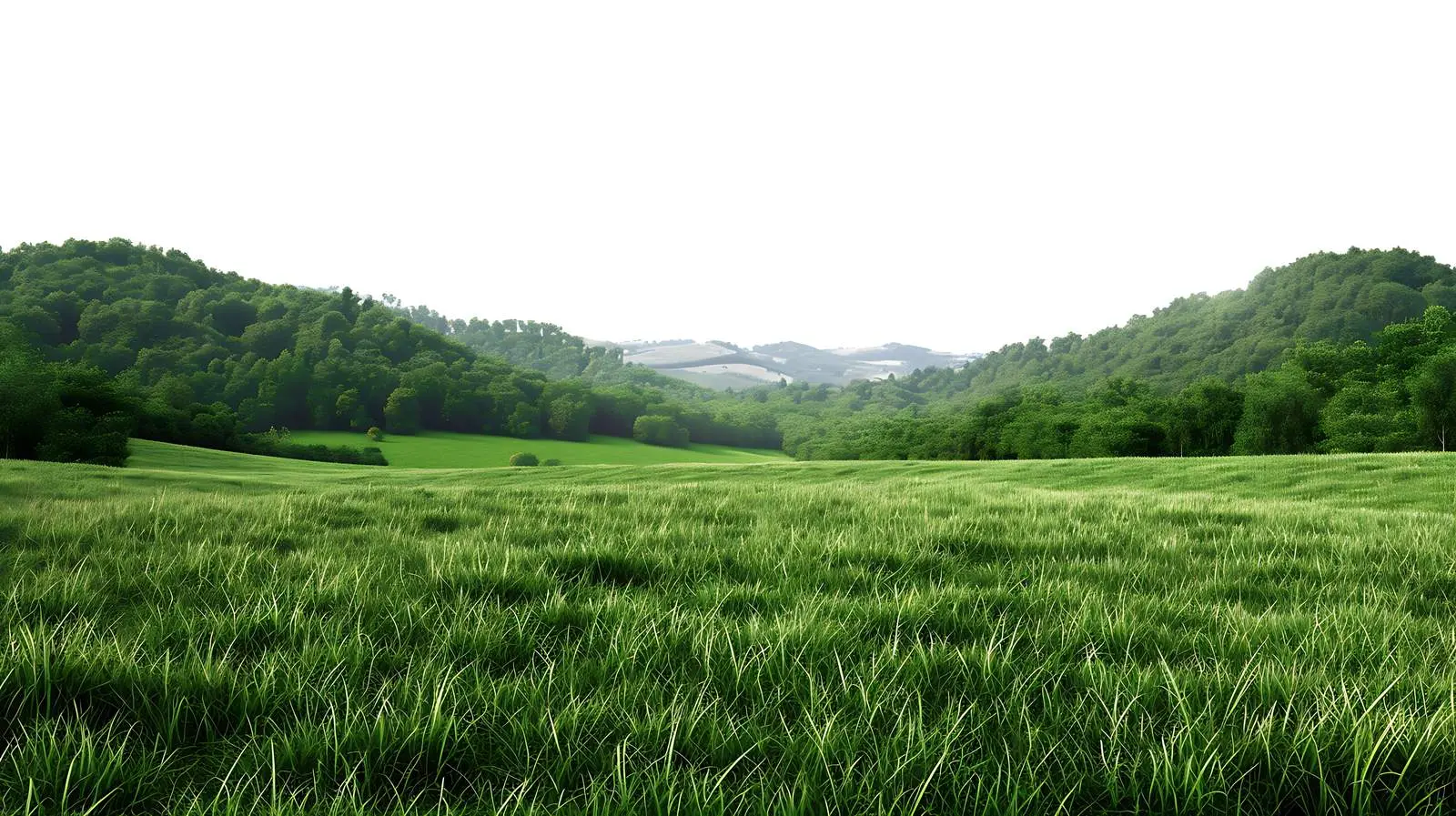 Isolated View of Grass Field and Forest Hills — free download from Dotvec
