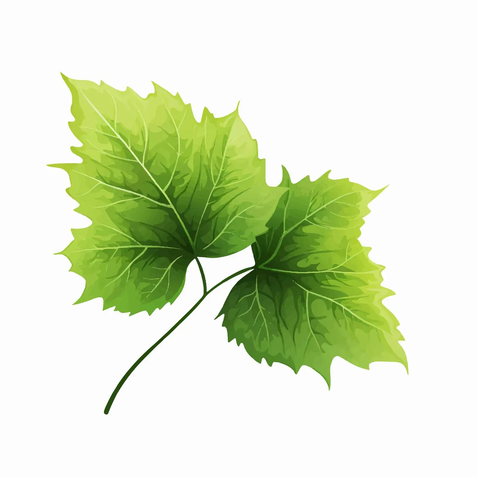 Vine Leaf Vector Illustration on White Background – free vector leaf image from Dotvec