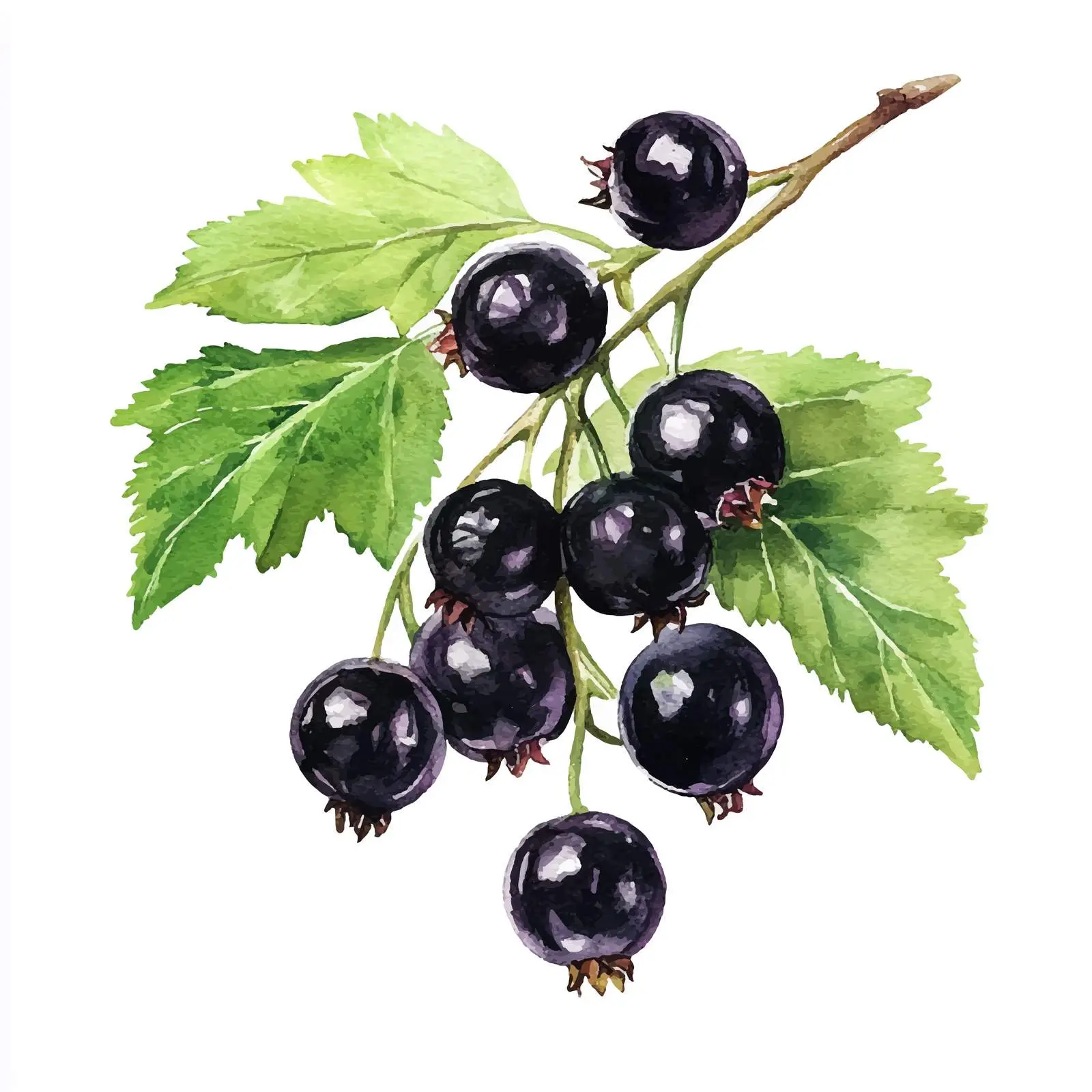 Isolated Watercolor Black Currant Illustration — free download from Dotvec