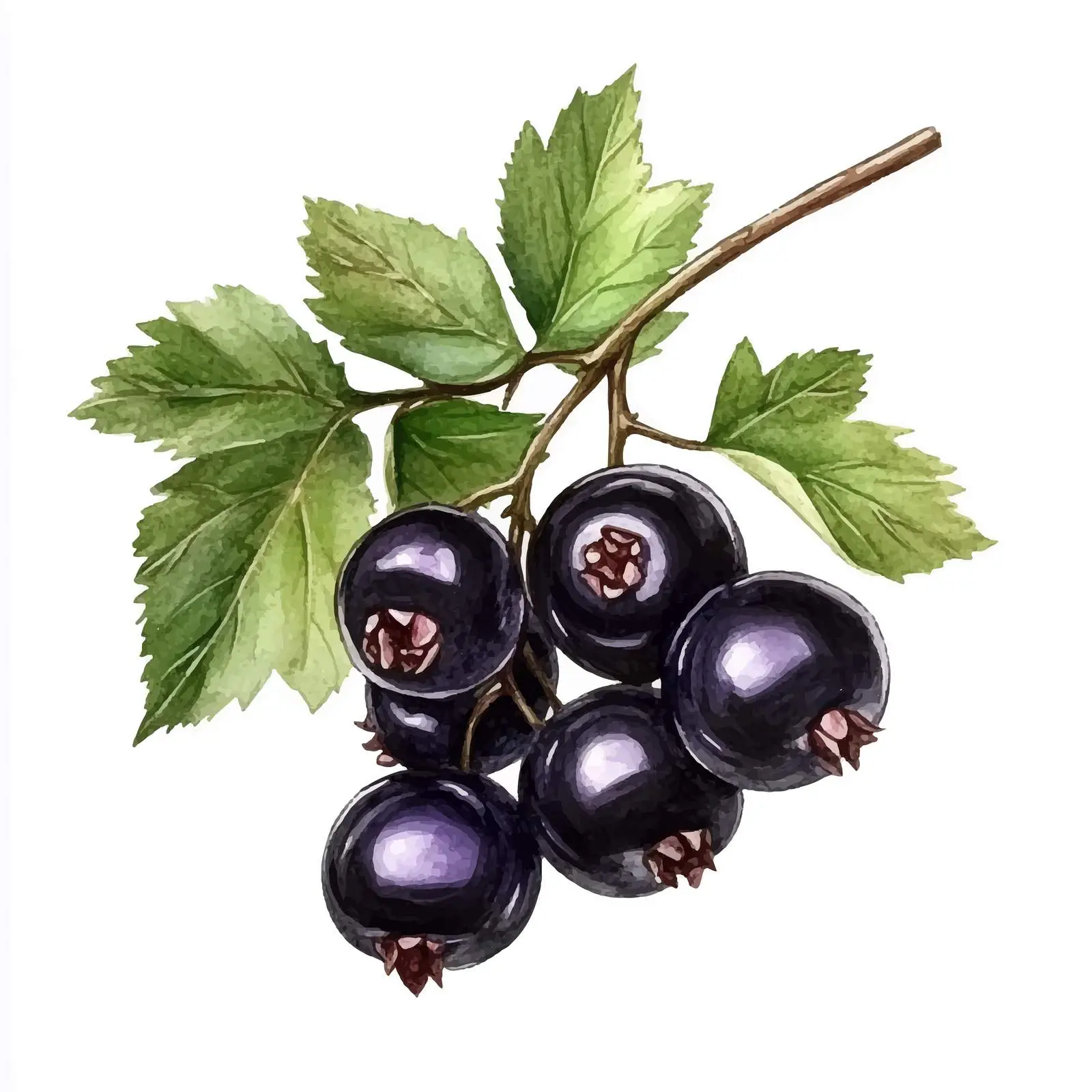 Watercolor Black Currant Isolated on White Background — free download from Dotvec