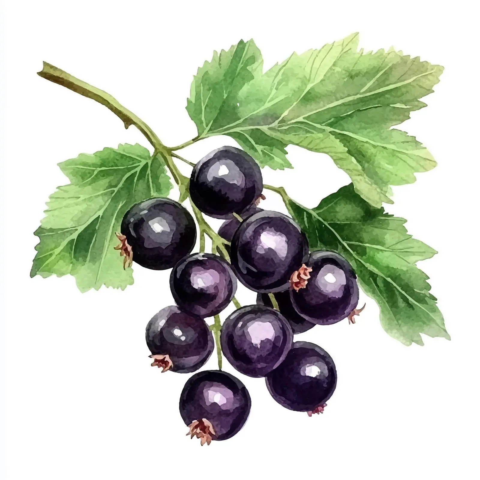 Black Currant Watercolor Illustration on White Background — free download from Dotvec