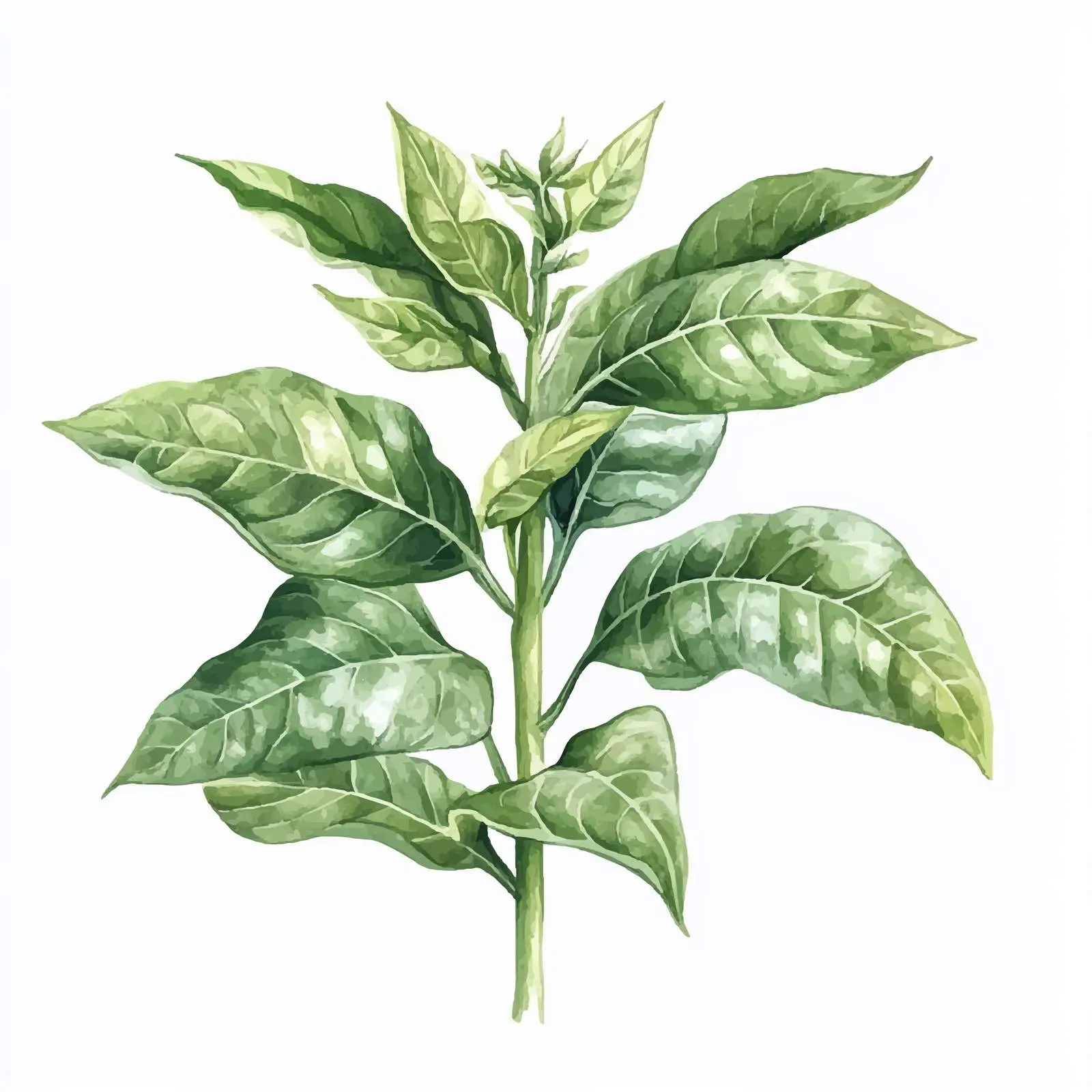 Watercolor Botanical Illustration of Tobacco Plant — free download from Dotvec