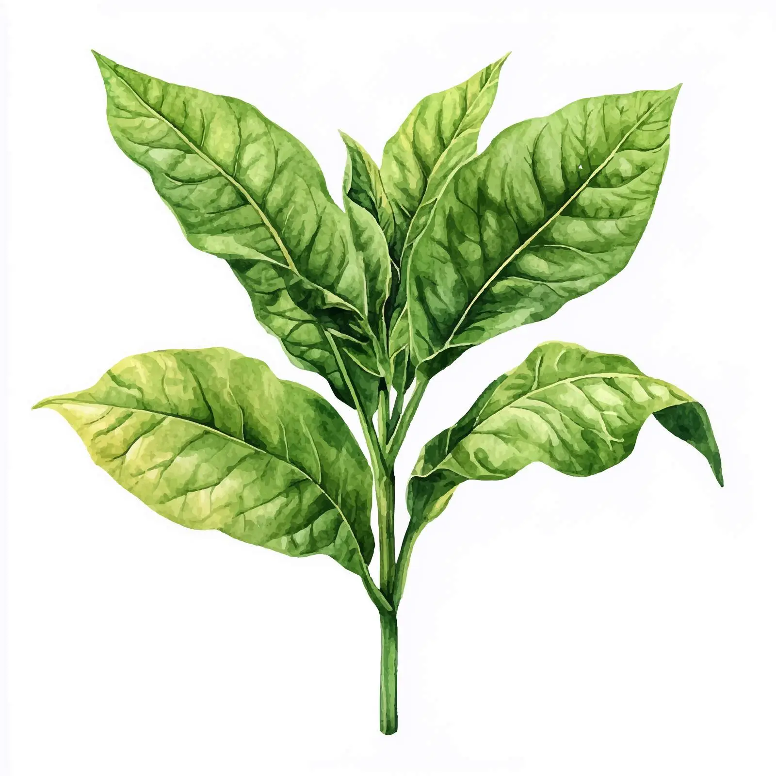 Watercolor Botanical Illustration of Tobacco Plant — free download from Dotvec