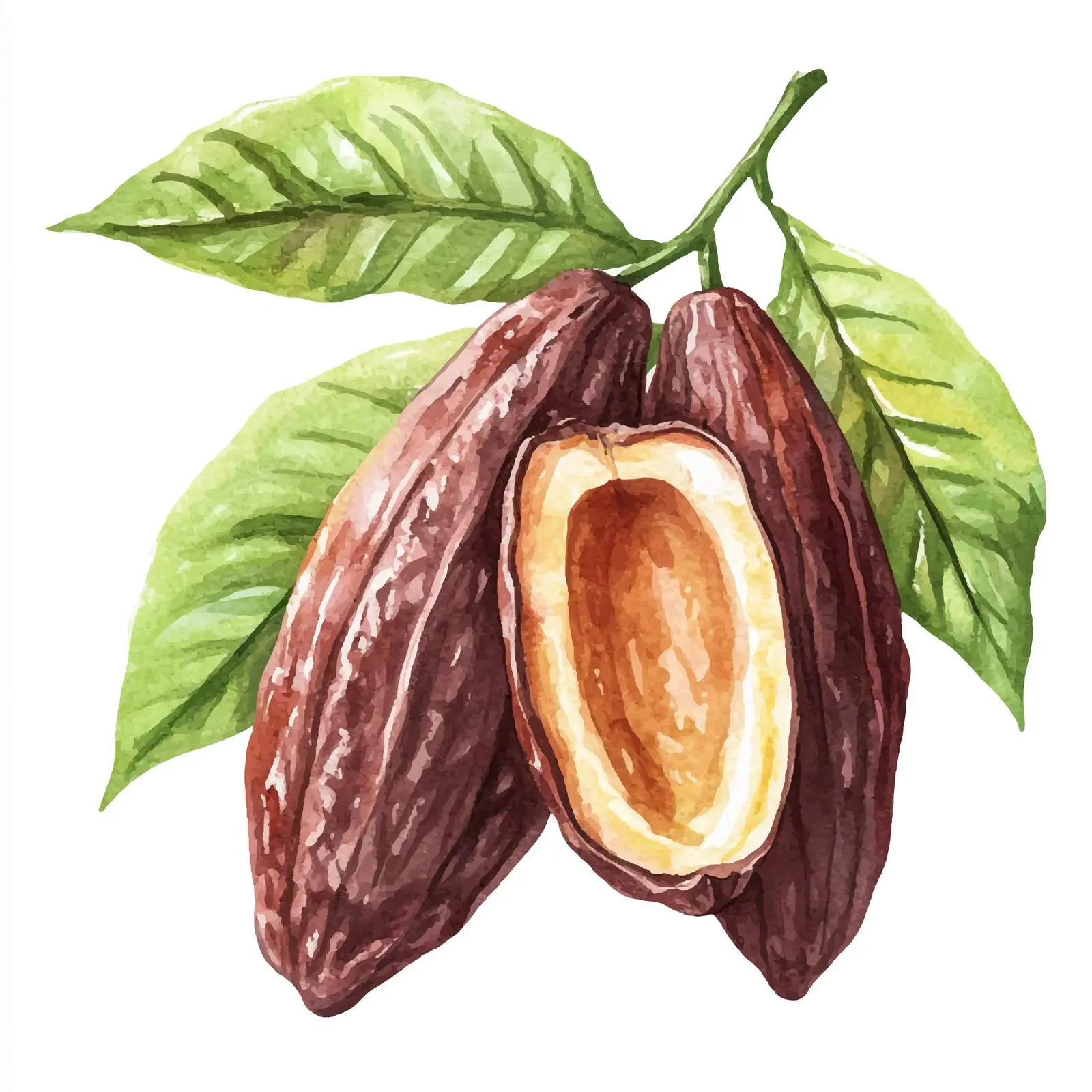 Cocoa Beans Watercolor Illustration on White Background — free download from Dotvec