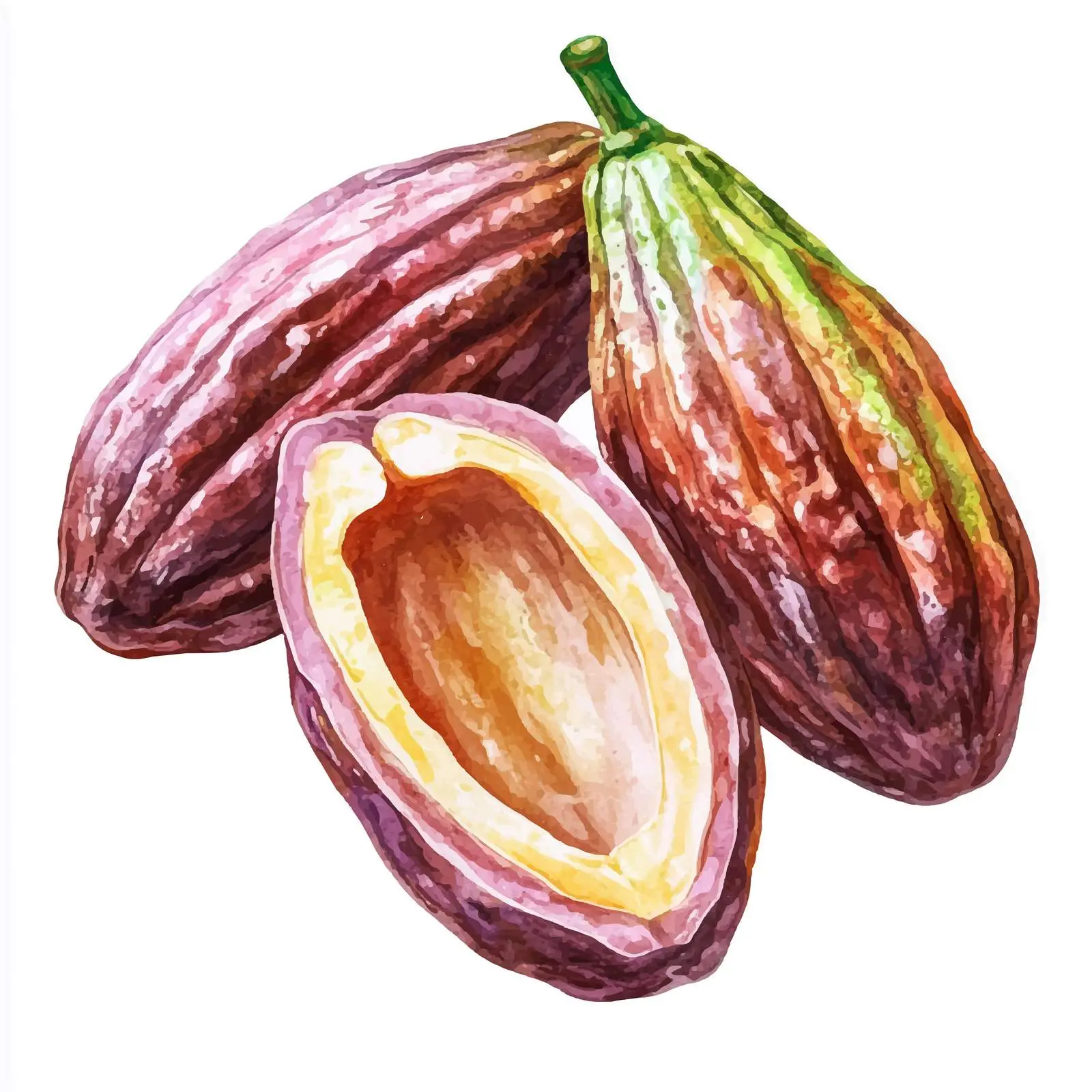 Watercolor Cocoa Pods Illustration on White Background — free download from Dotvec