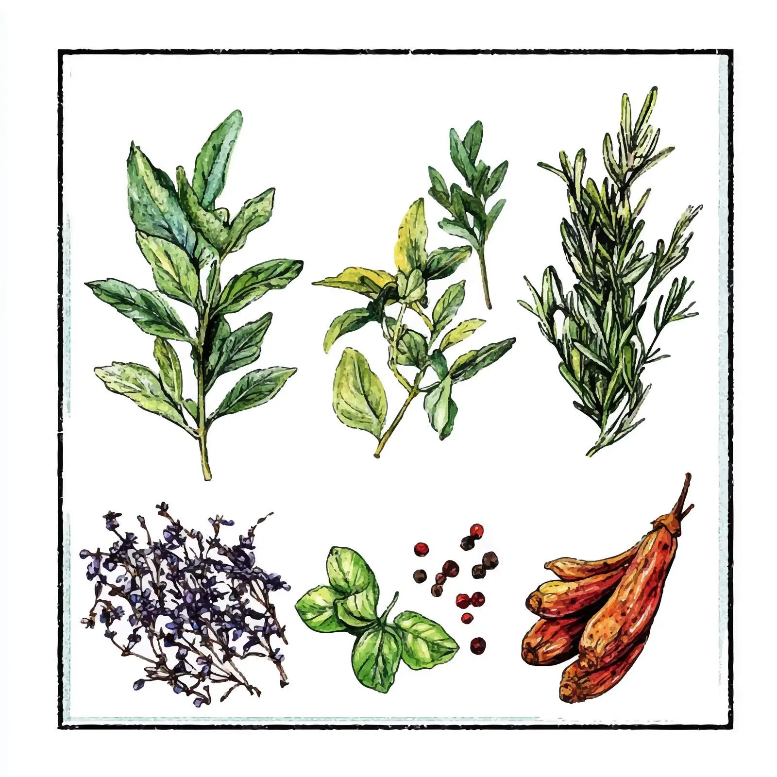 Colorful Hand-Drawn Watercolor Badian Sketch — free download from Dotvec