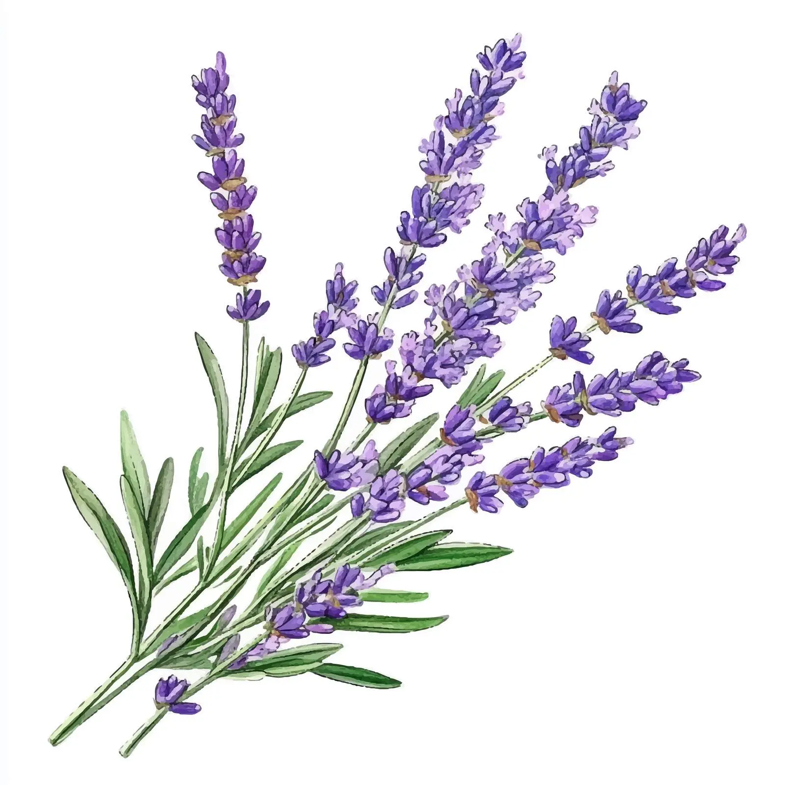 Hand-Drawn Watercolor Lavender Bunch Illustration — free download from Dotvec