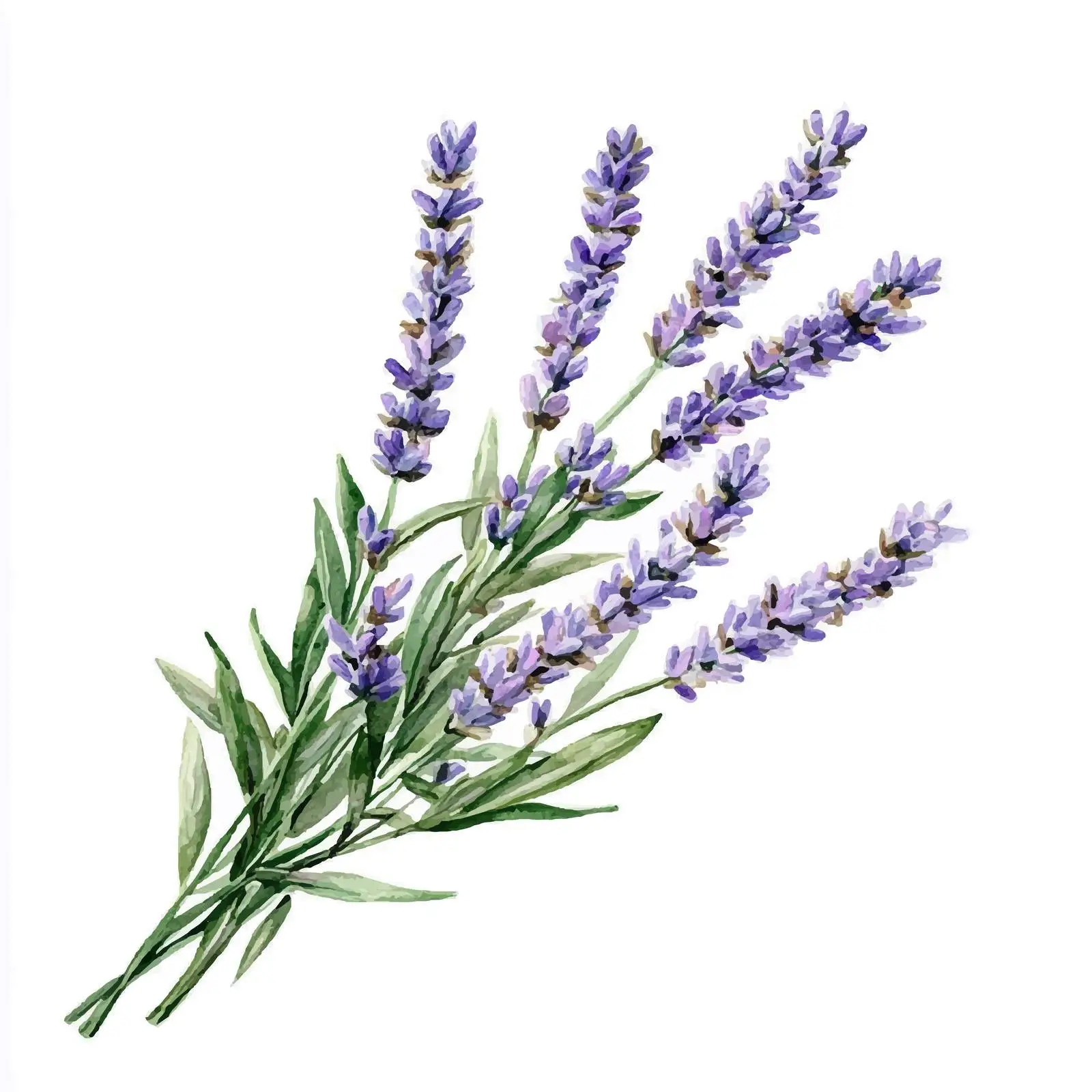Vibrant Hand-Drawn Lavender Watercolor Illustration — free download from Dotvec