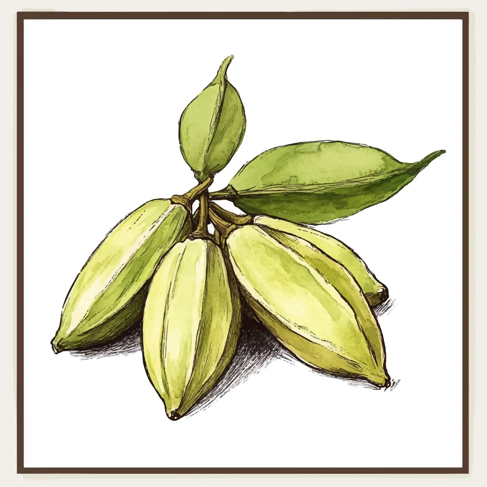 Colorful Hand-Drawn Cardamom Watercolor Sketch — free download from Dotvec