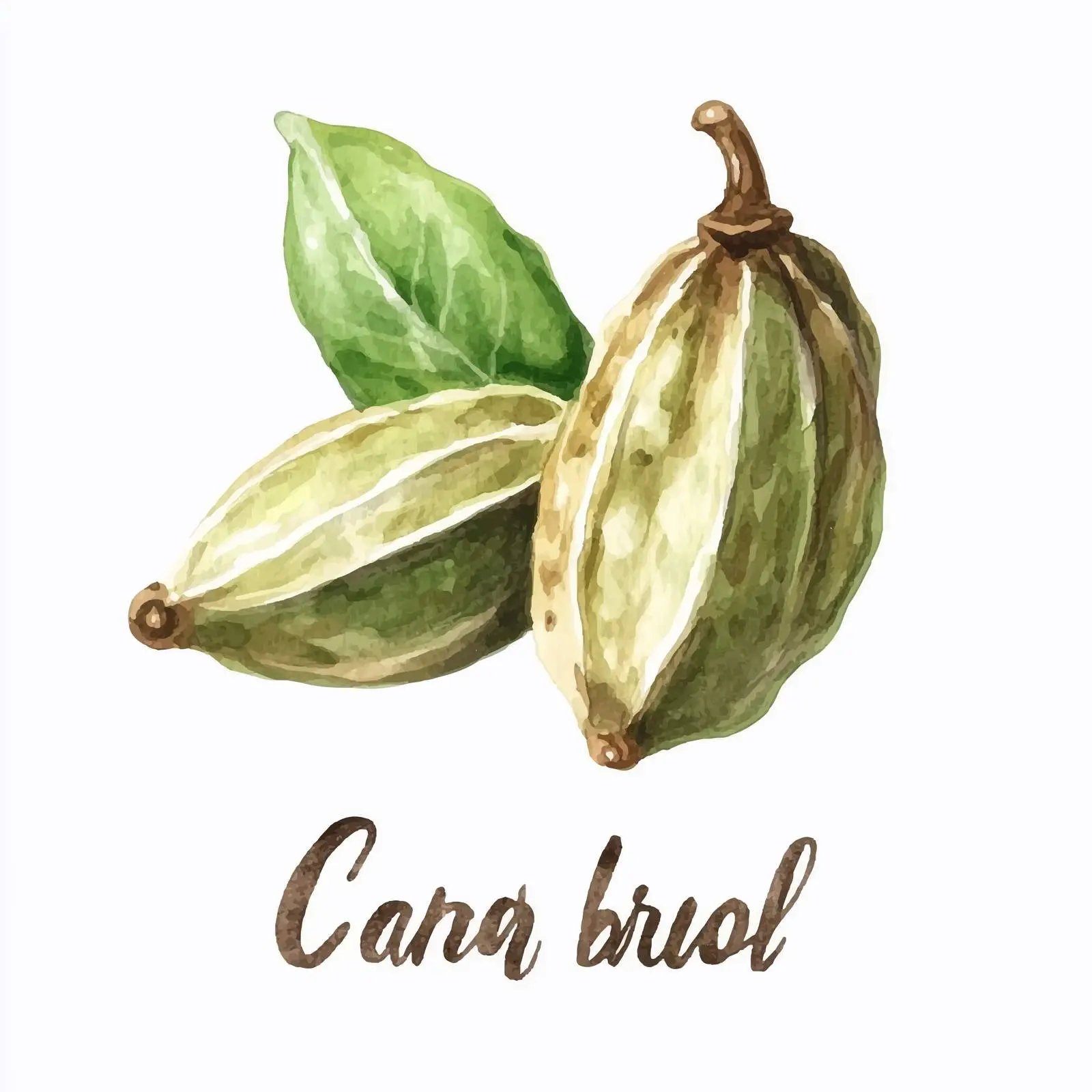 Hand-Drawn Watercolor Cardamom Herb Illustration — free download from Dotvec