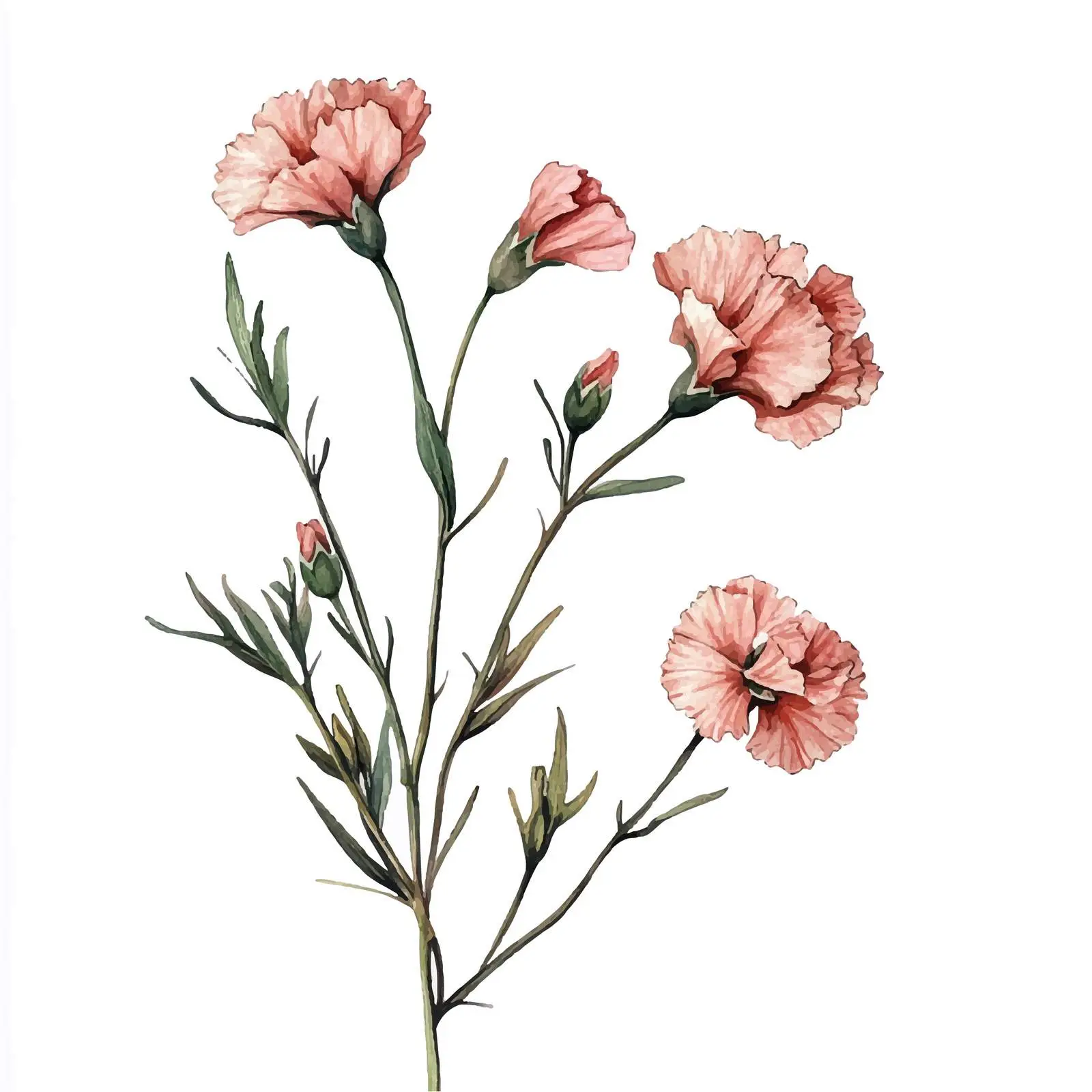 Colorful Hand-Drawn Watercolor Dry Carnation Cloves — free download from Dotvec