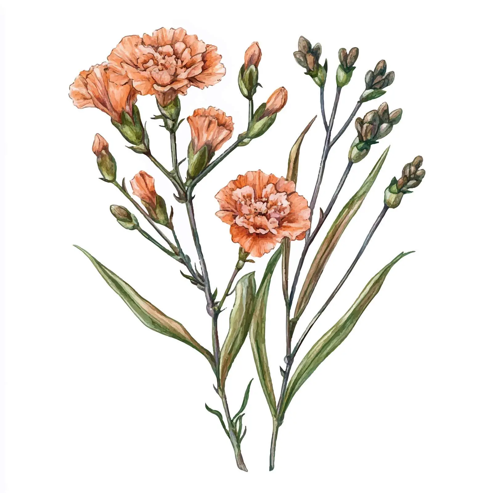 Hand-Drawn Watercolor Carnation Cloves Sketch — free download from Dotvec
