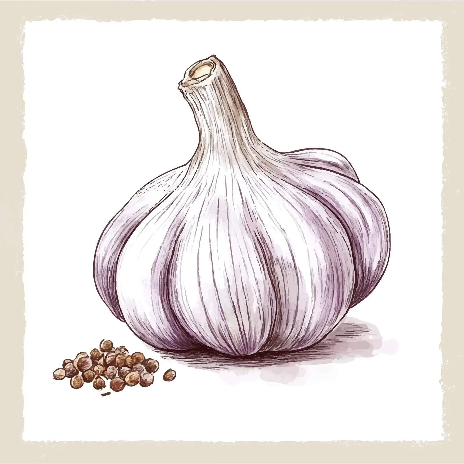 Hand-Drawn Watercolor Garlic Illustration — free download from Dotvec