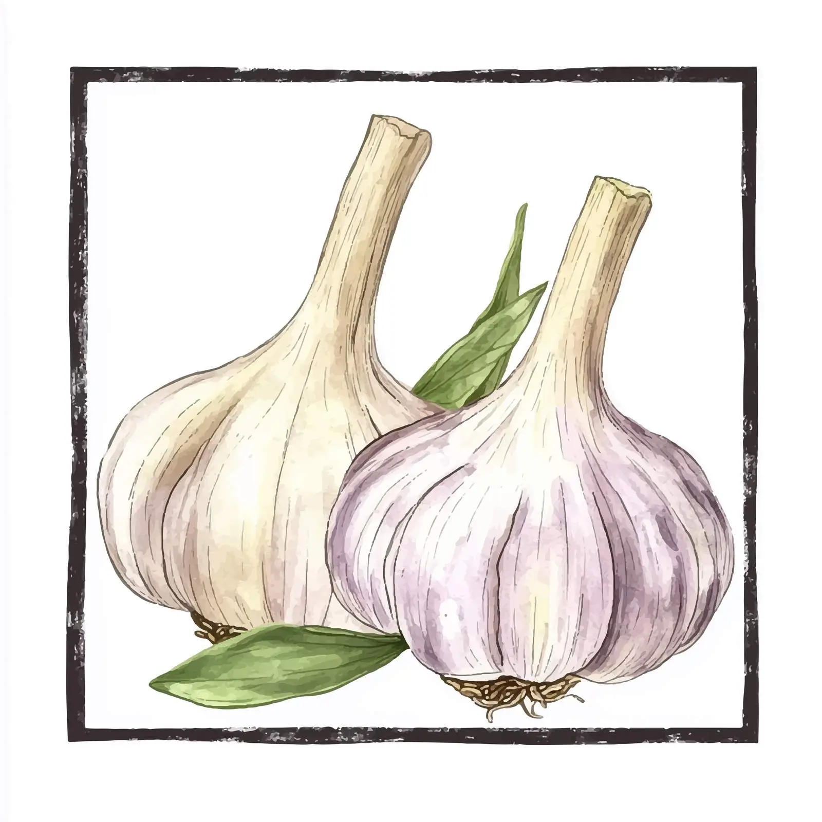 Colorful Hand-Drawn Garlic Watercolor Illustration — free download from Dotvec