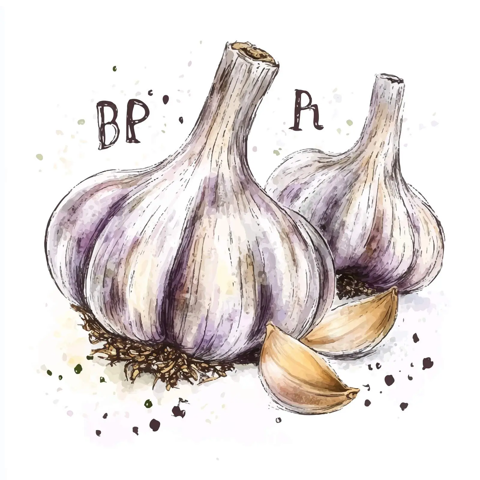 Colorful Watercolor Garlic Sketch Illustration — free download from Dotvec