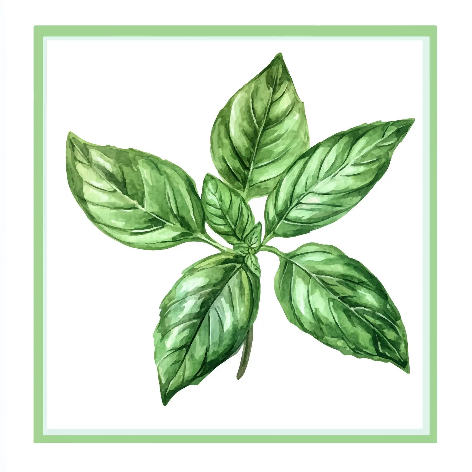 Colorful Hand-Drawn Basil Leaf Watercolor Vector — free download from Dotvec