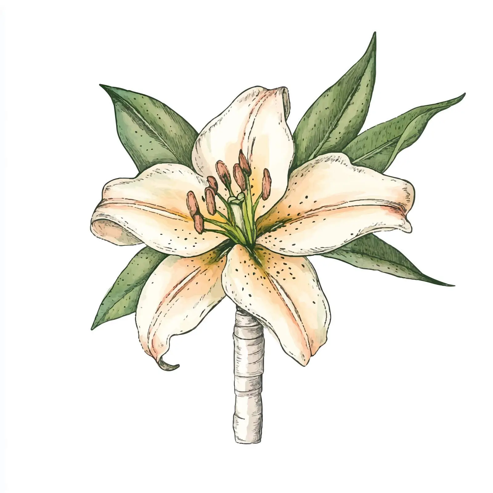 Colorful Watercolor Lily Boutonniere Sketch — free download from Dotvec