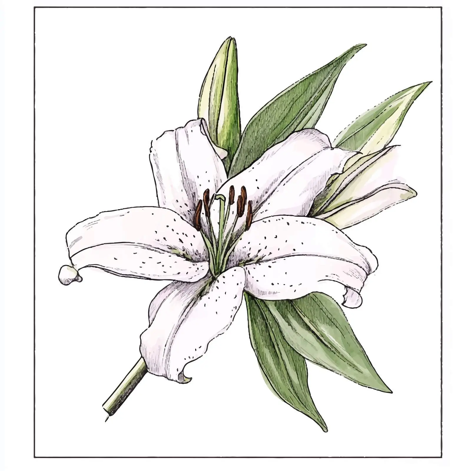 Colorful Hand-Drawn Lily Boutonniere Illustration — free download from Dotvec