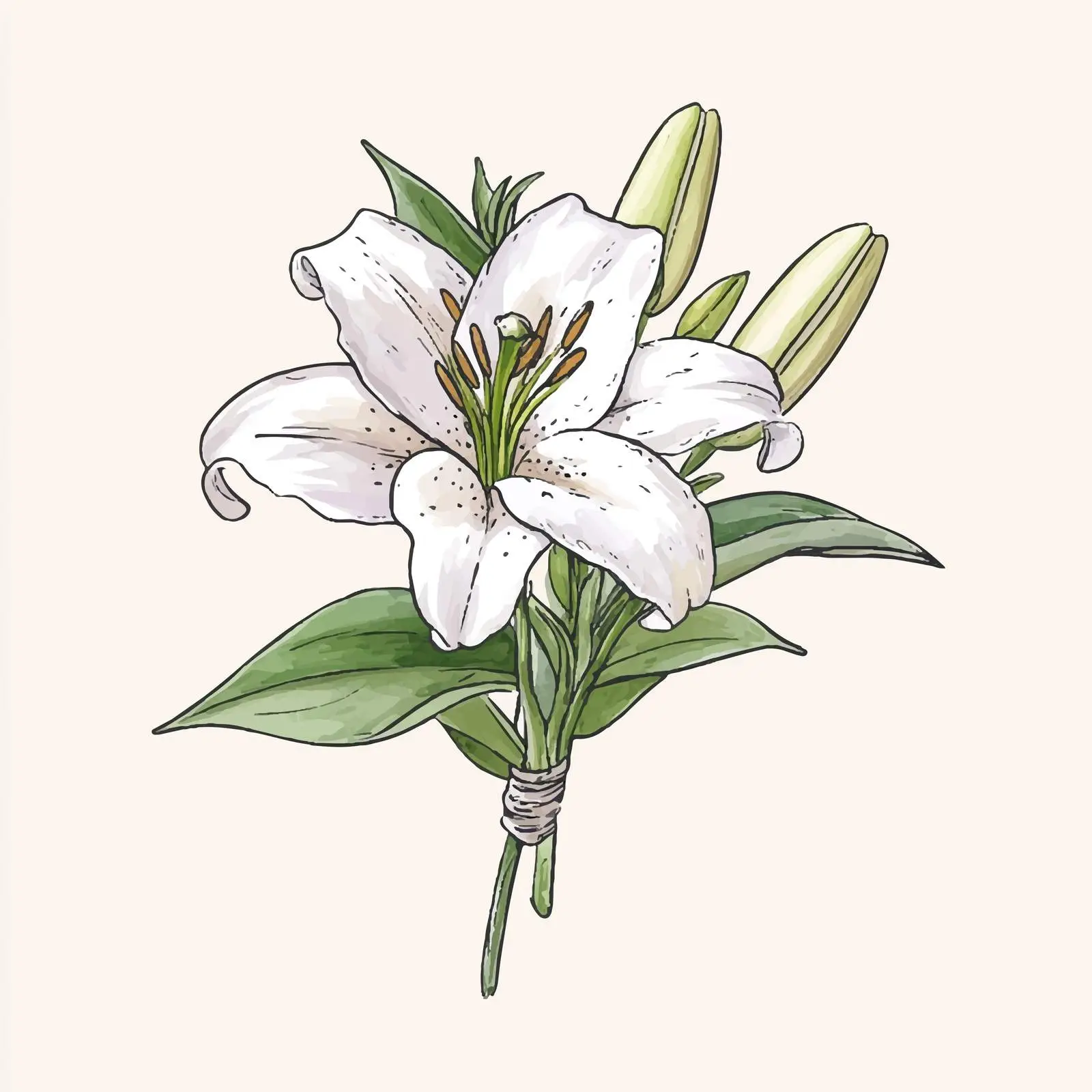 Colorful Hand-Drawn Watercolor Lily Boutonniere — free download from Dotvec