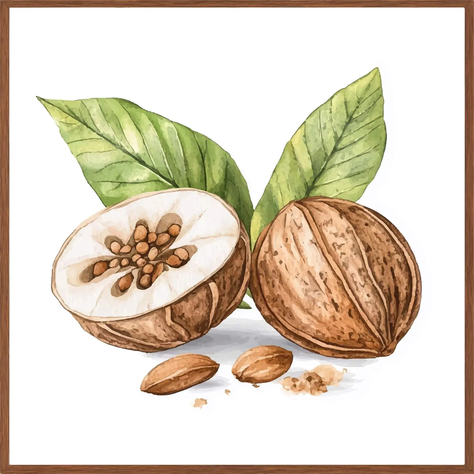 Hand-Drawn Watercolor Nutmeg Illustration — free download from Dotvec