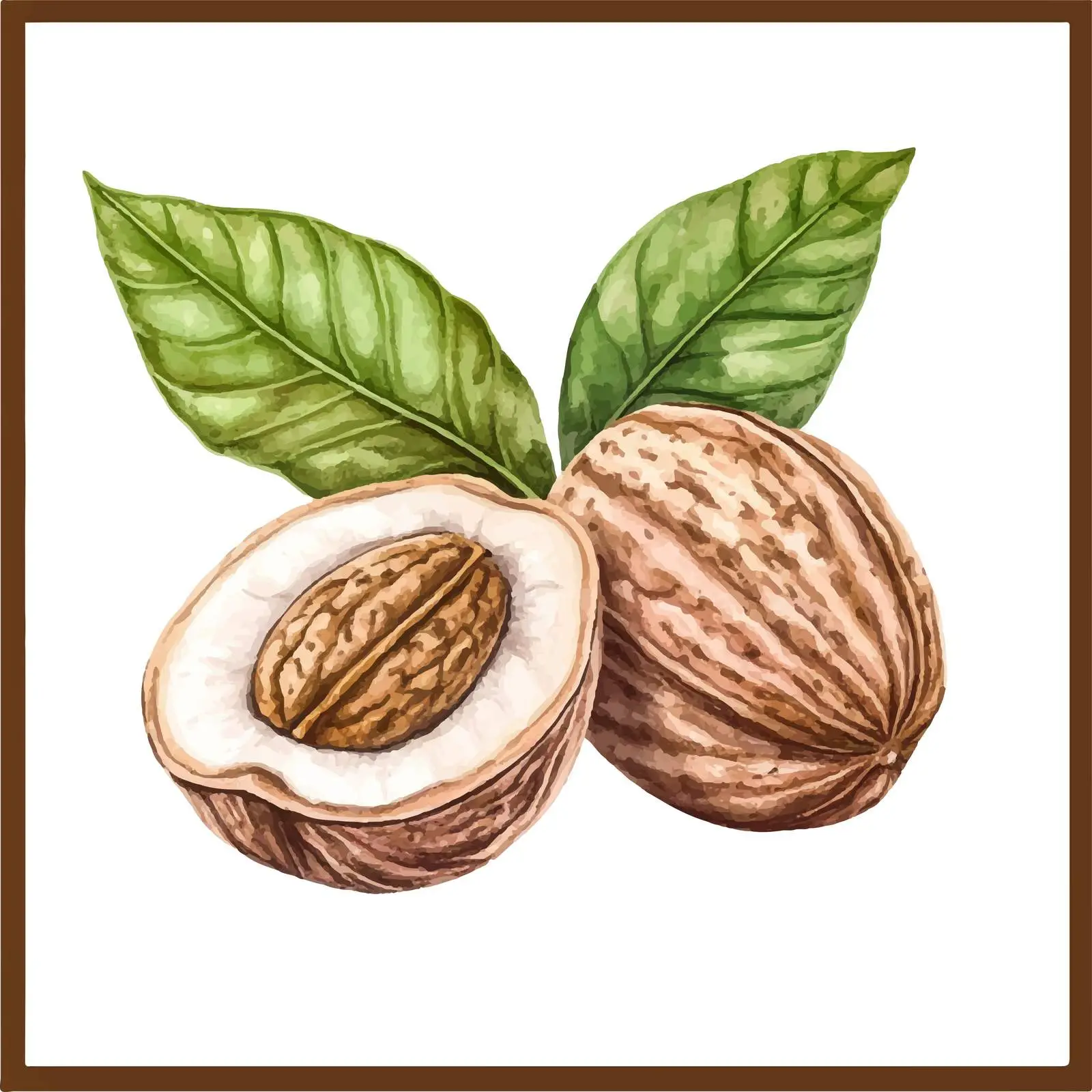 Colorful Hand-Drawn Nutmeg Watercolor Illustration — free download from Dotvec