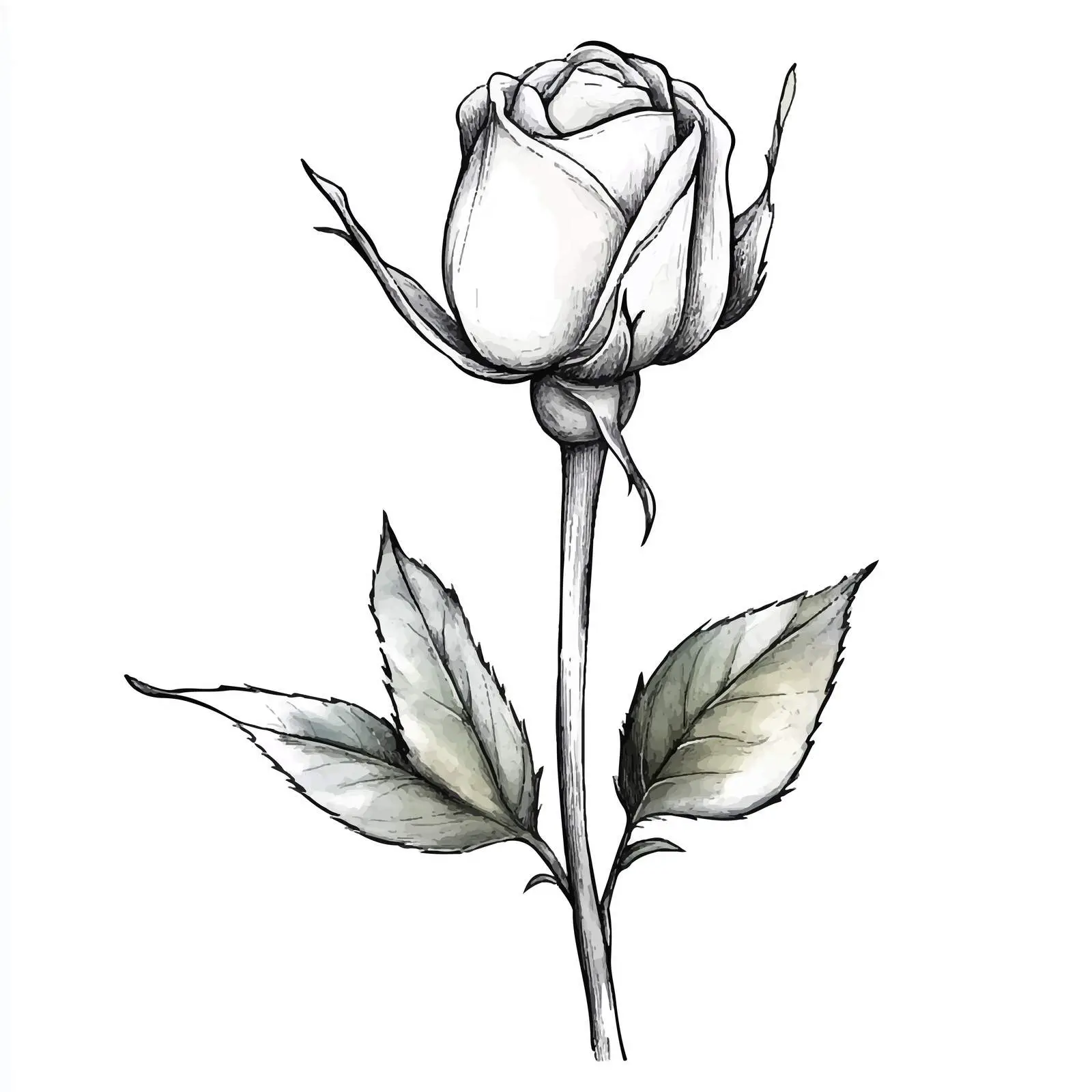 Colorful Hand-Drawn Rosebud Watercolor Illustration — free download from Dotvec
