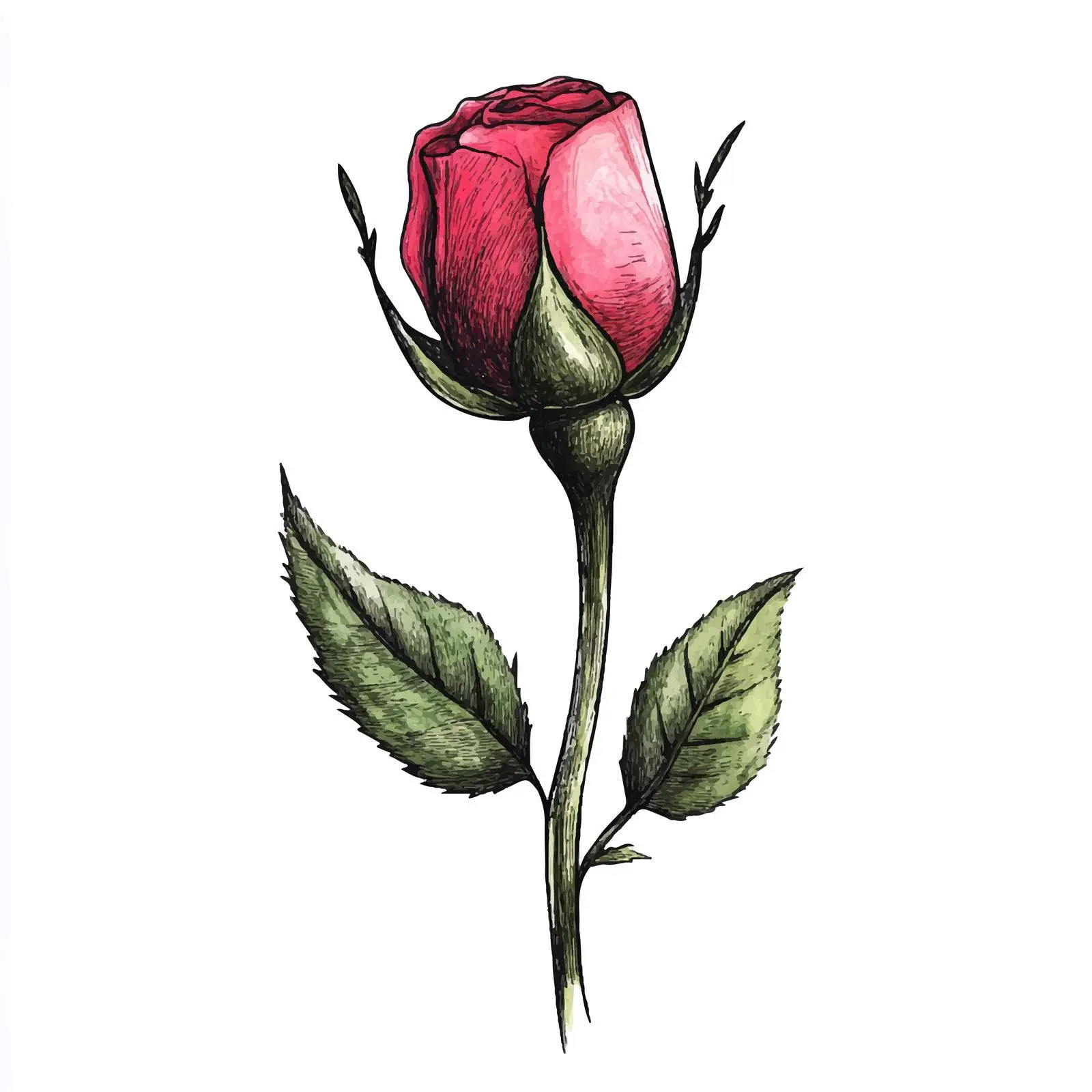 Colorful Hand-Drawn Watercolor Rosebud Sketch — free download from Dotvec