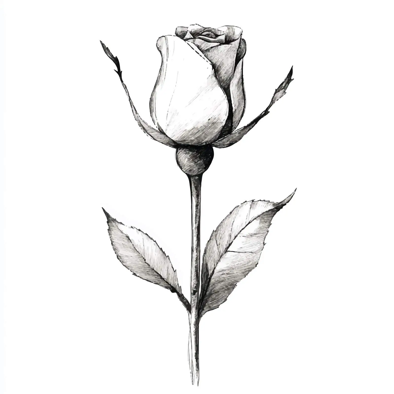 Colorful Hand-Drawn Watercolor Rosebud Sketch — free download from Dotvec