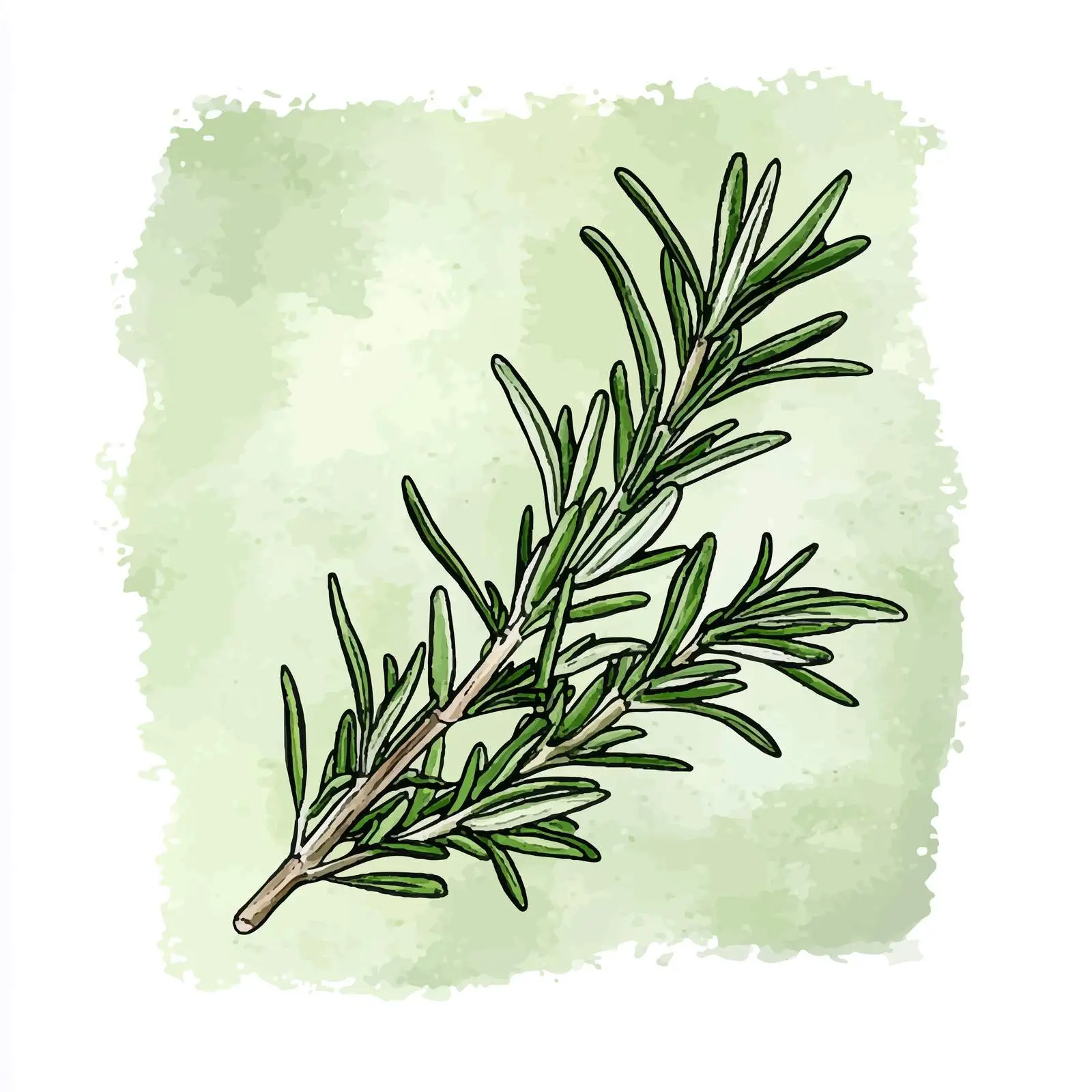 Colorful Hand-Drawn Rosemary Watercolor Illustration — free download from Dotvec