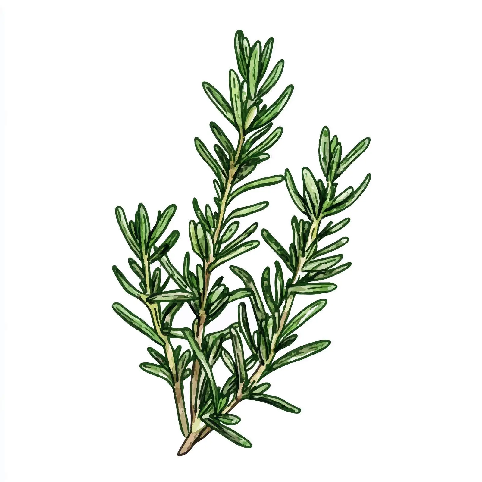 Hand-Drawn Watercolor Rosemary Sketch — free download from Dotvec