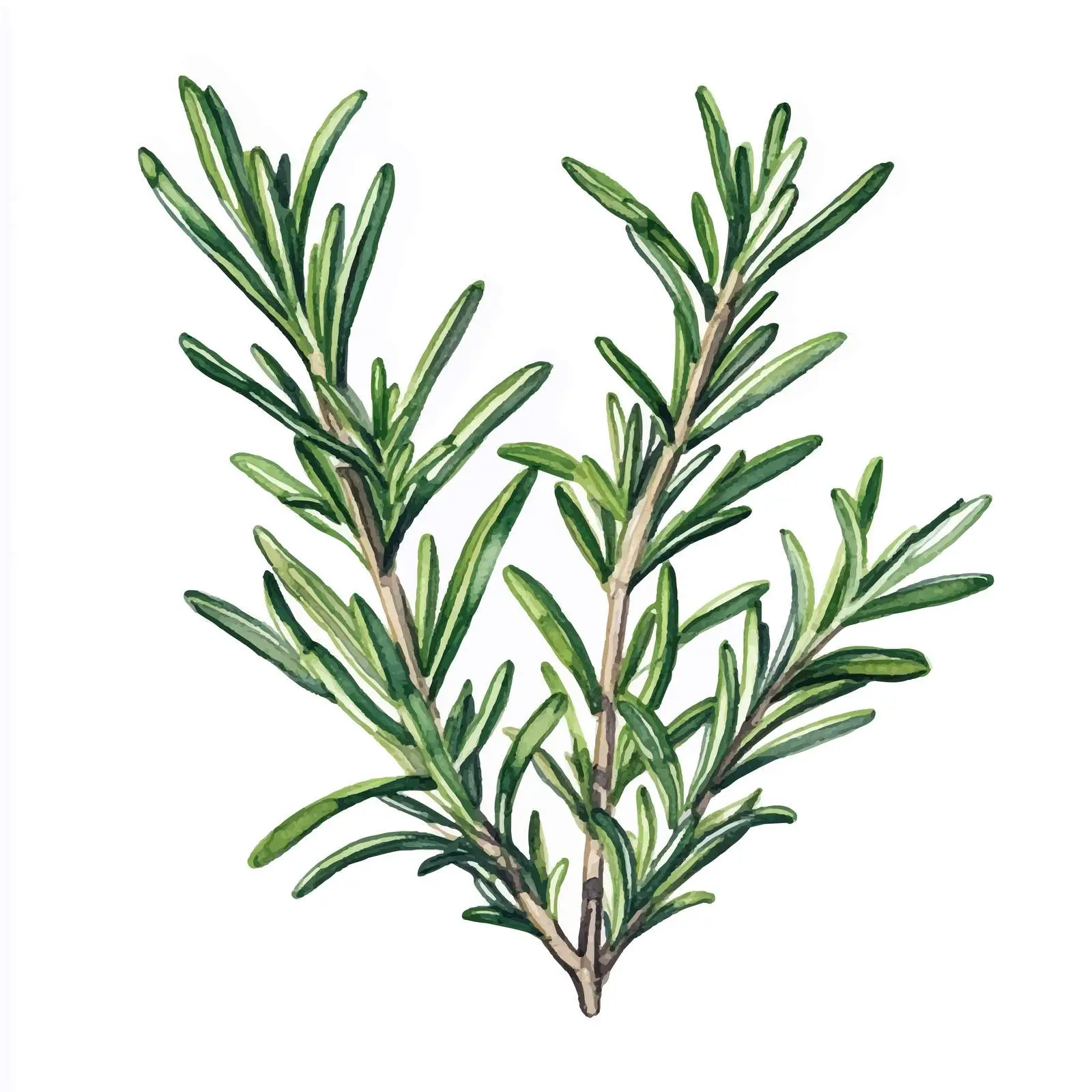 Colorful Hand-Drawn Rosemary Watercolor Illustration — free download from Dotvec