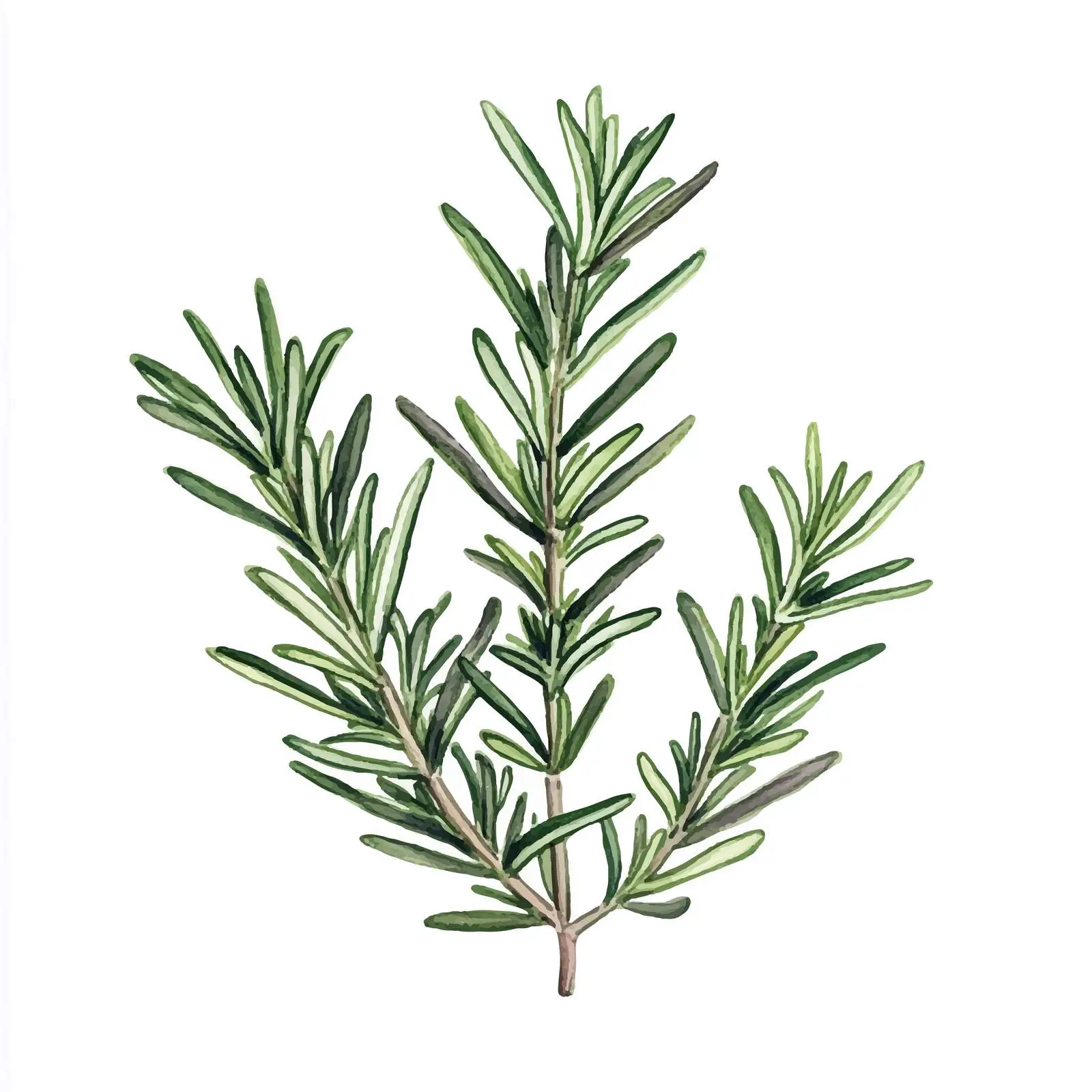Hand-Drawn Watercolor Rosemary Illustration — free download from Dotvec