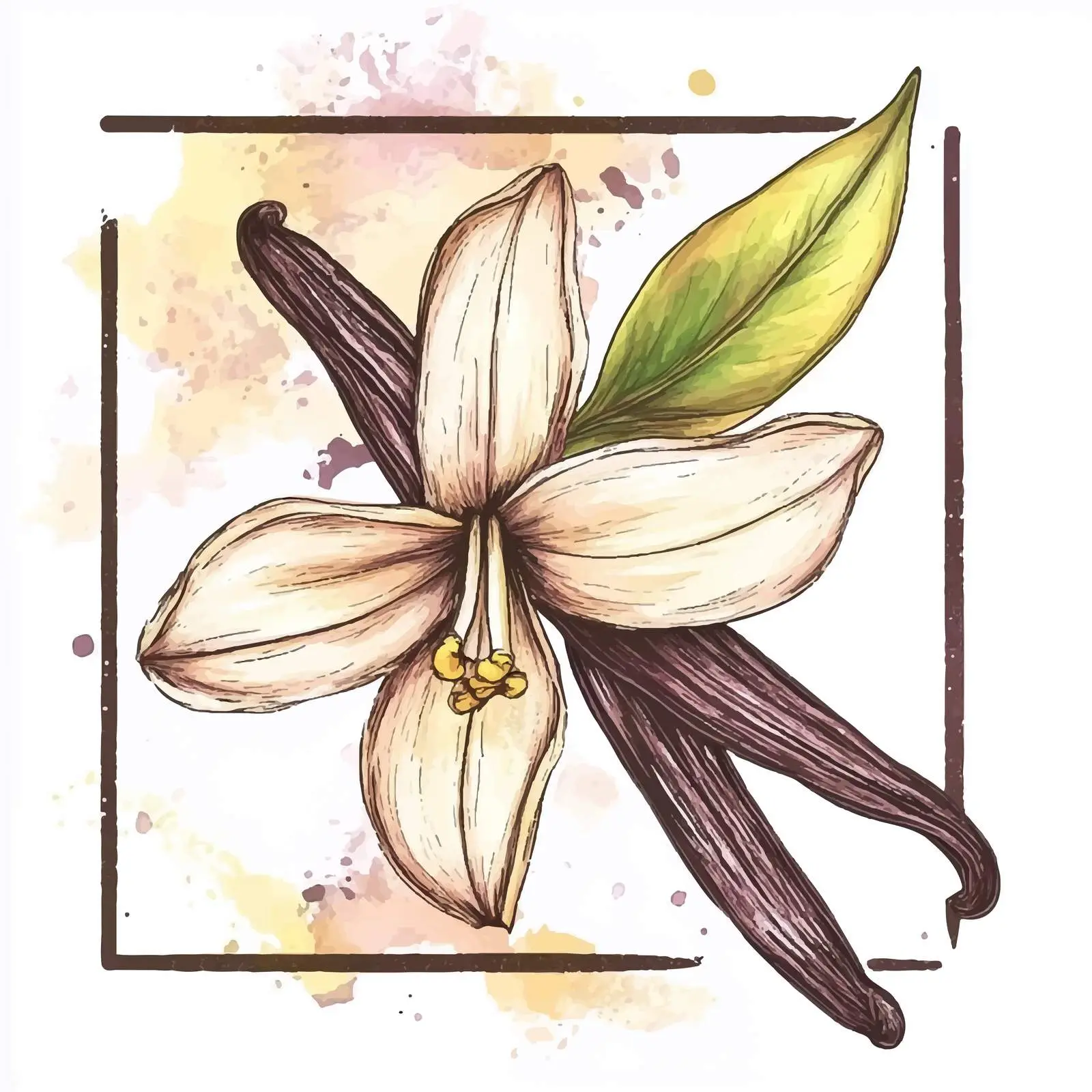 Hand-Drawn Watercolor Vanilla Herb Vector — free download from Dotvec