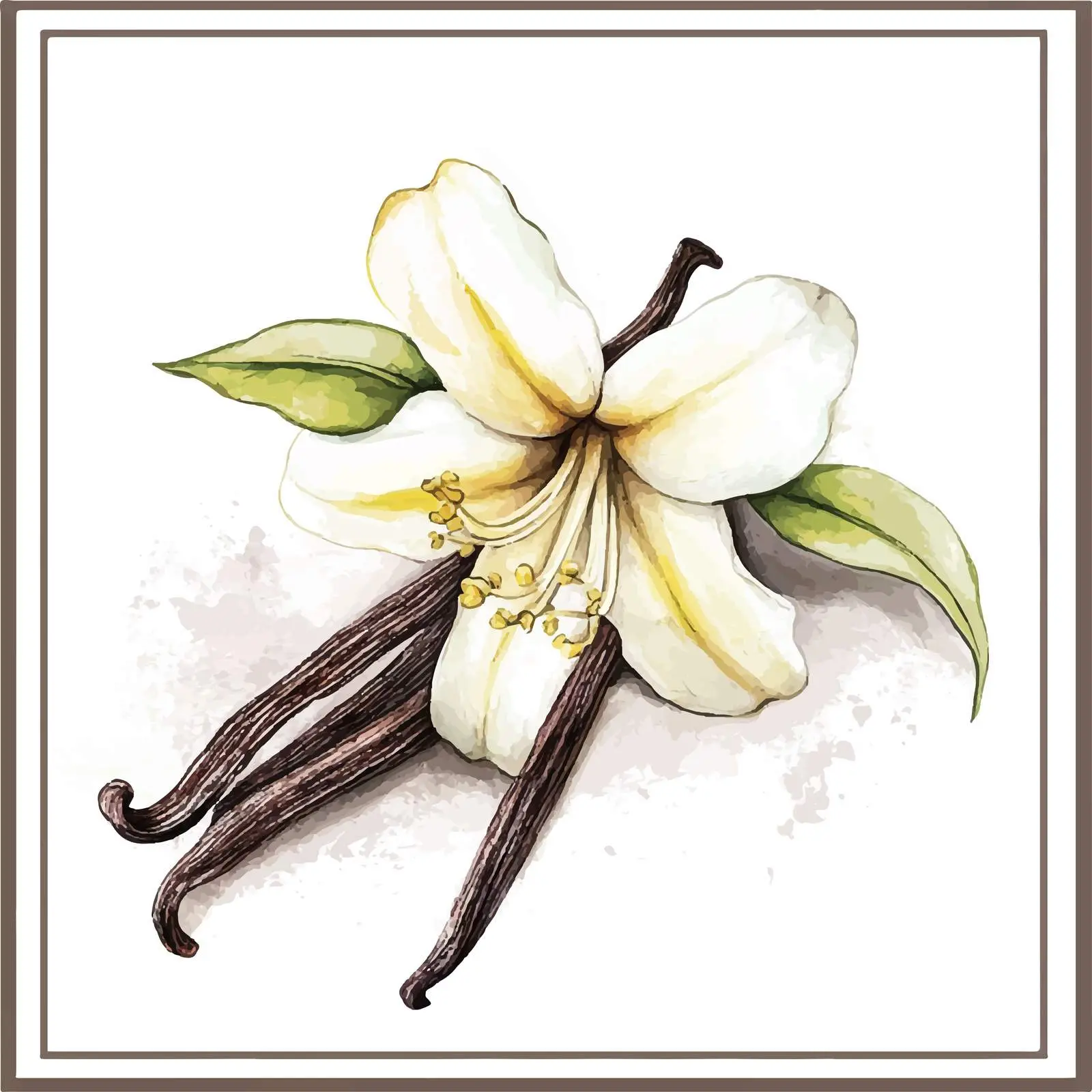 Hand-Drawn Watercolor Sketch of Vanilla Herb — free download from Dotvec
