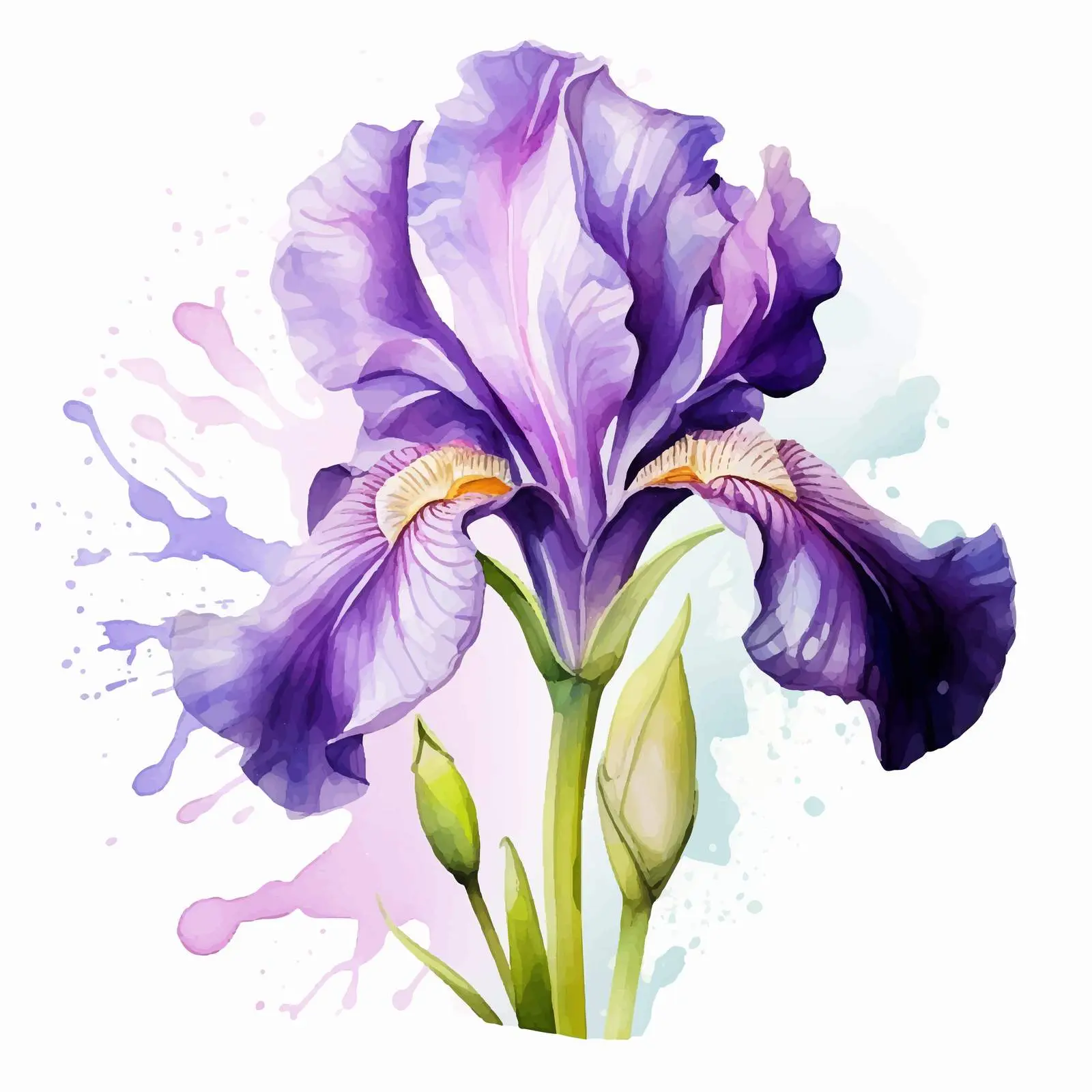 Elegant Purple Iris Watercolor Illustration – free splashes image from Dotvec