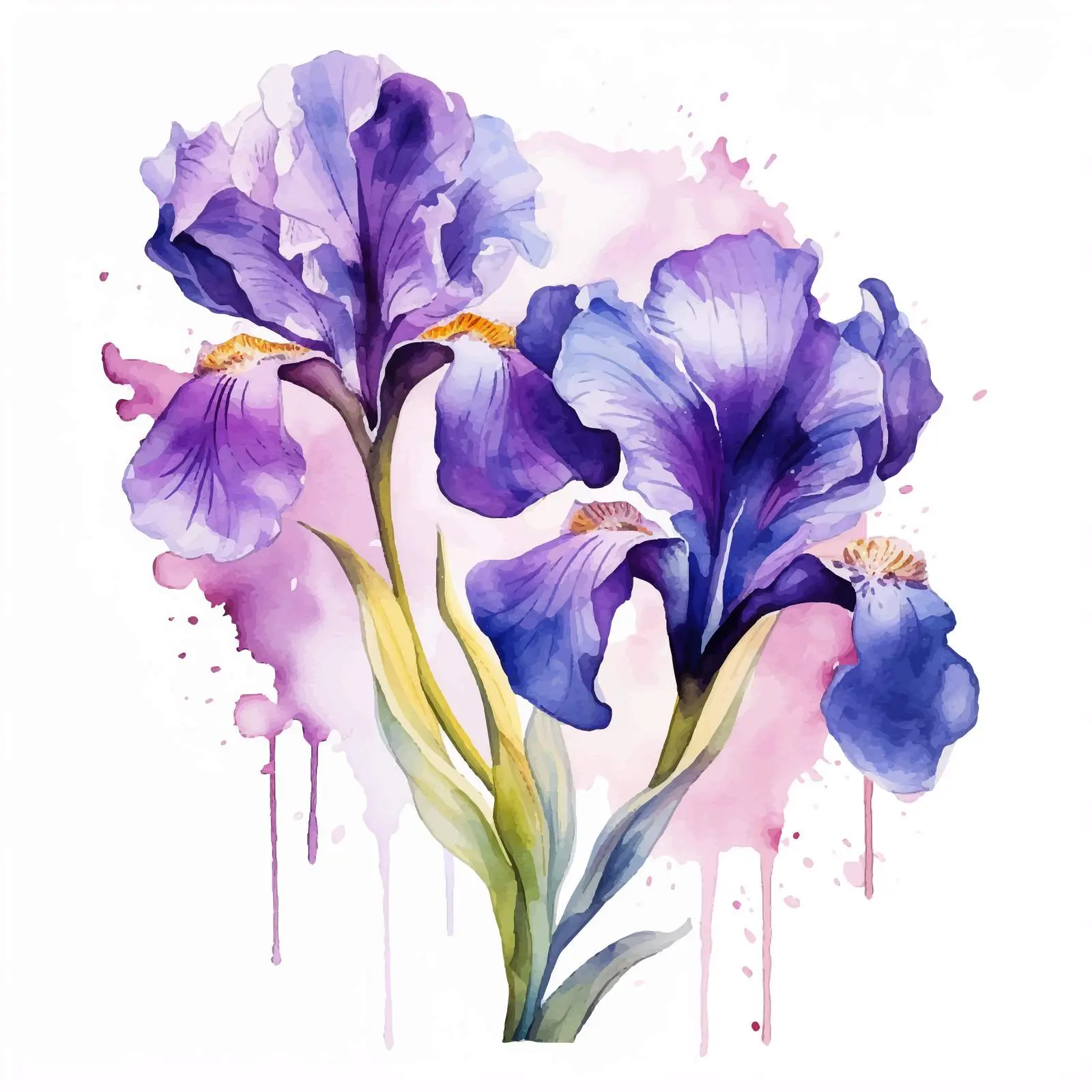 Purple Iris Watercolor Floral Vector Art – free splashes image from Dotvec