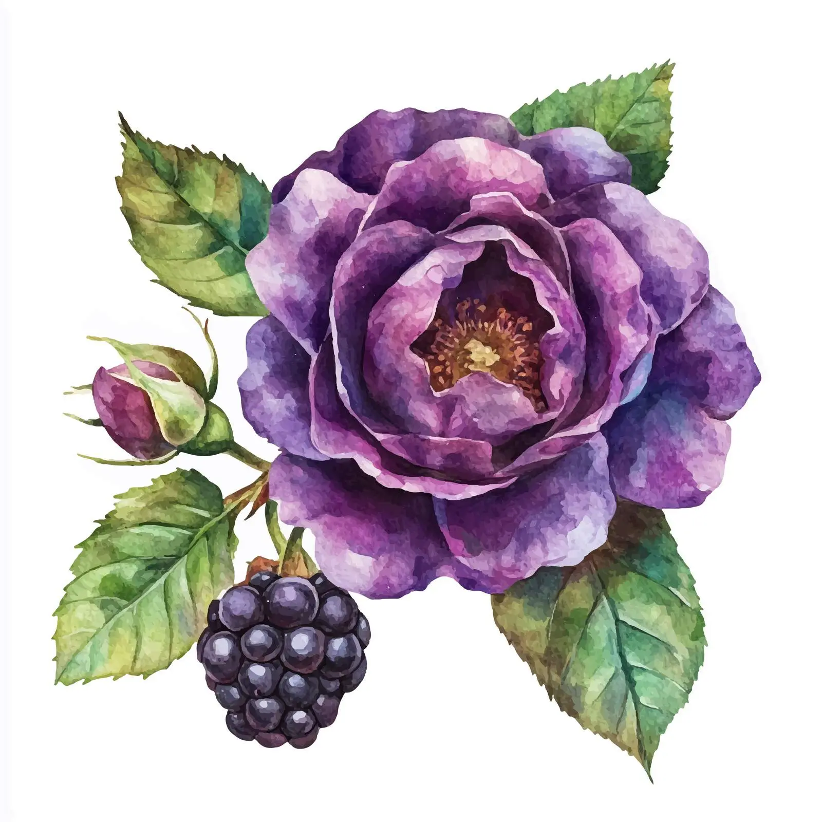 Watercolor Blackberry and Rose Illustration — free download from Dotvec