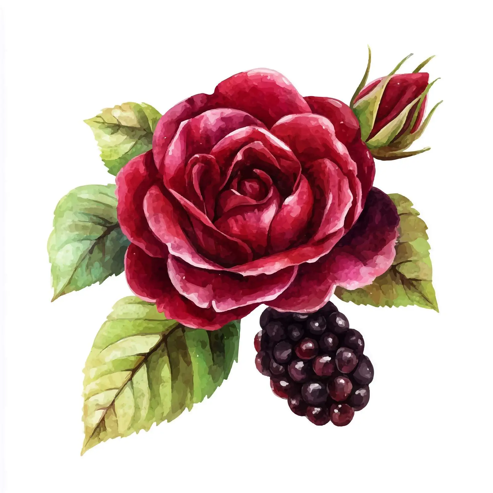 Isolated Watercolor Blackberry and Rose Vector — free download from Dotvec
