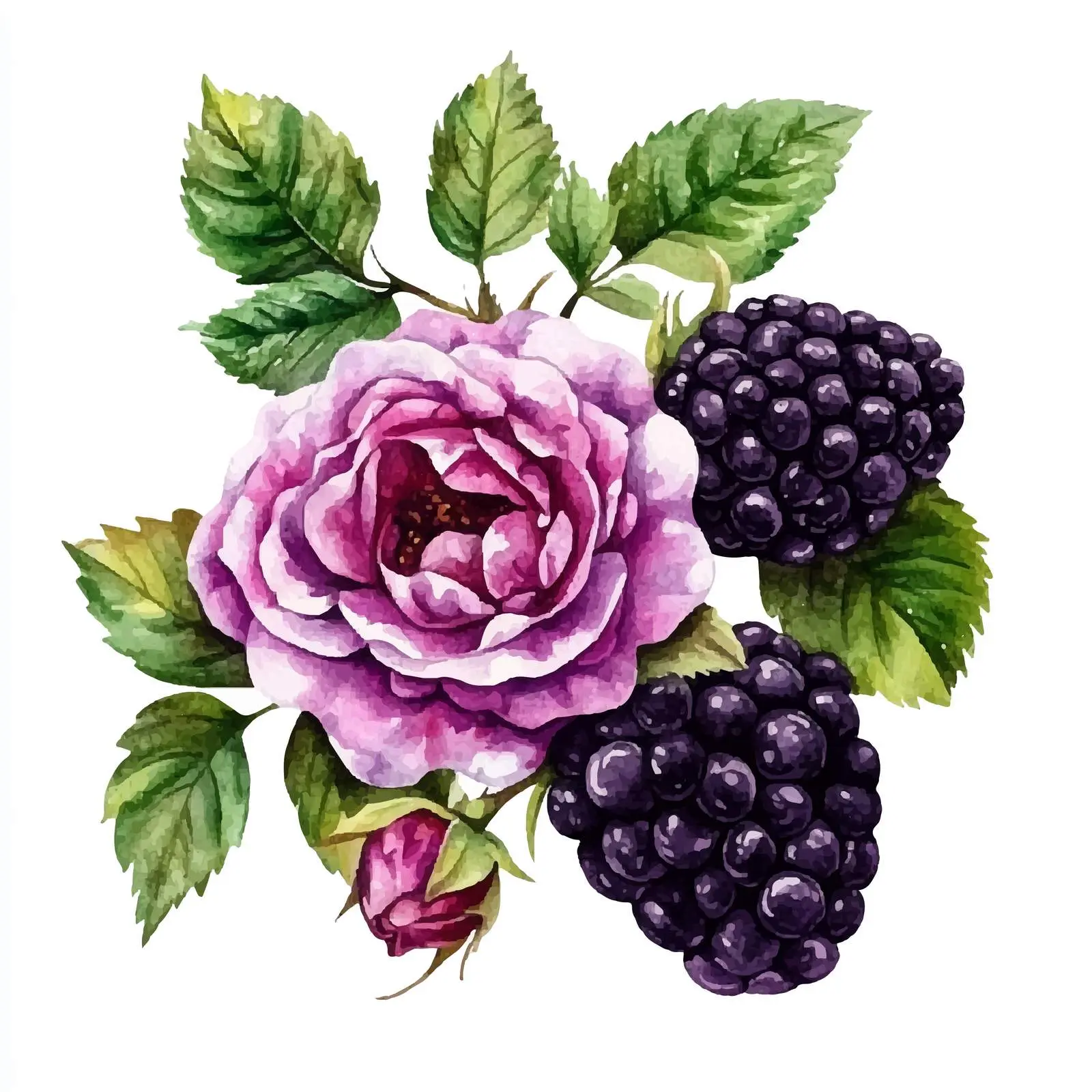 Watercolor Blackberry and Rose Isolated Illustration — free download from Dotvec