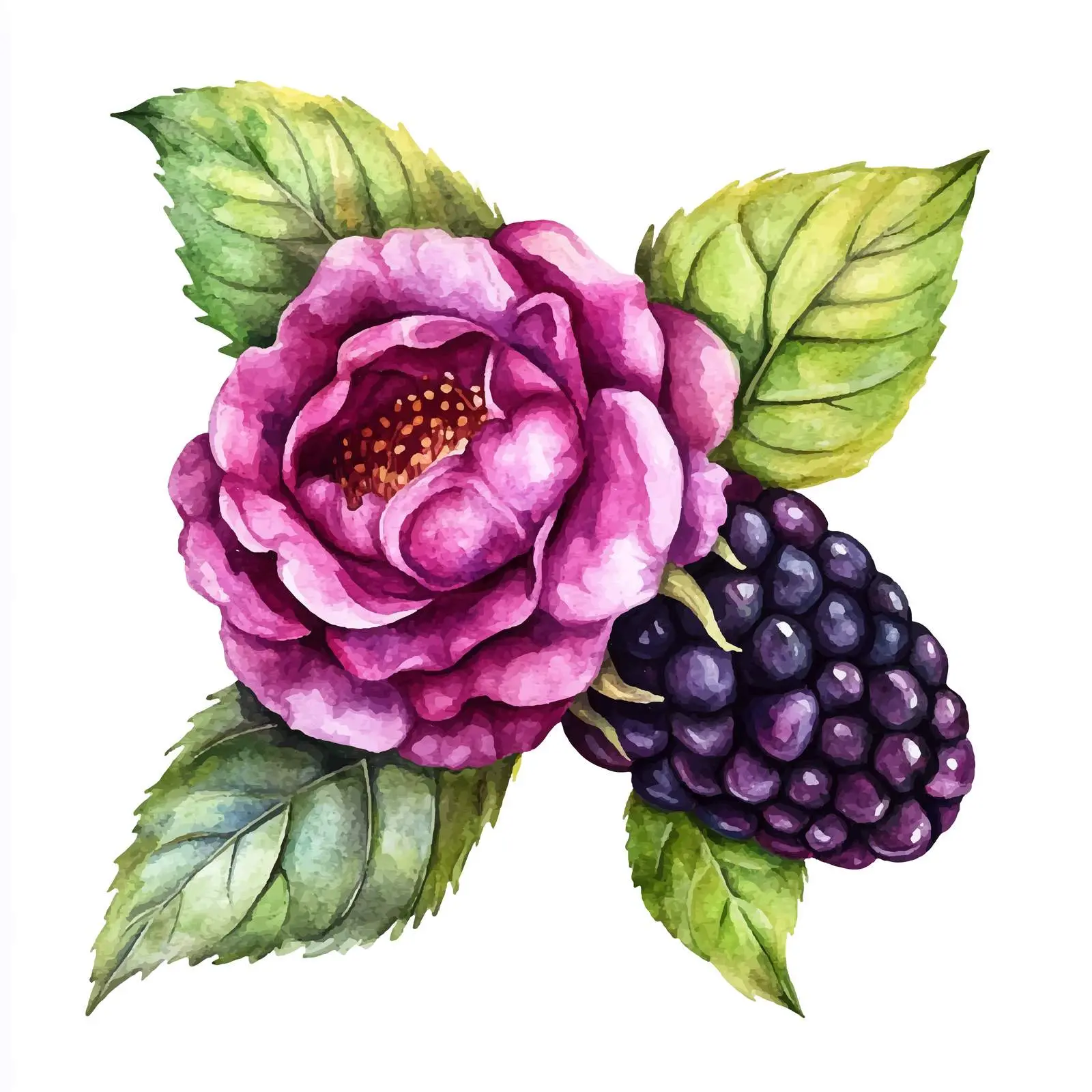 Watercolor Blackberry Rose Isolated on White Background — free download from Dotvec