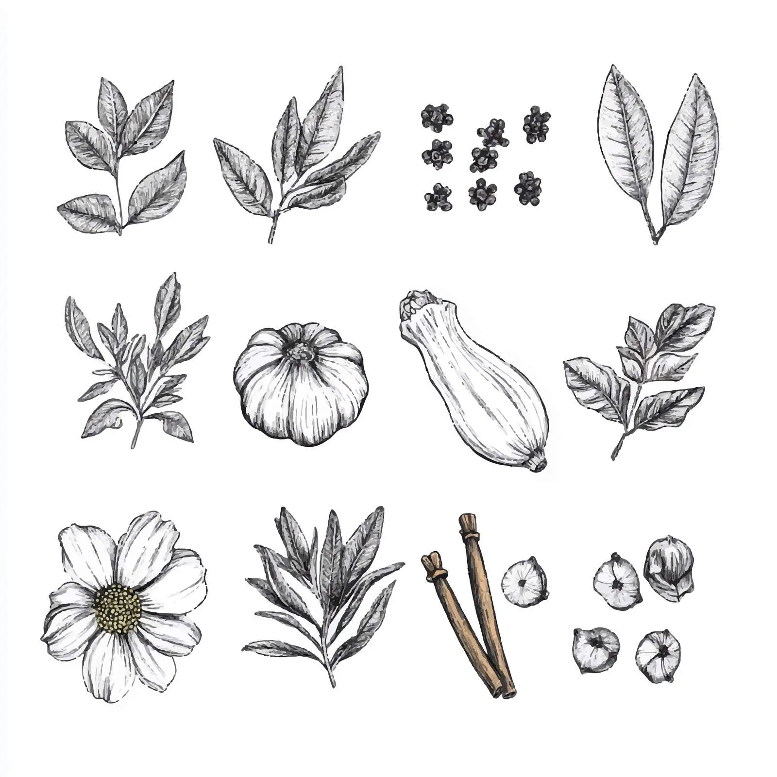 Hand-Drawn Watercolor Herbs and Spices Sketch — free download from Dotvec