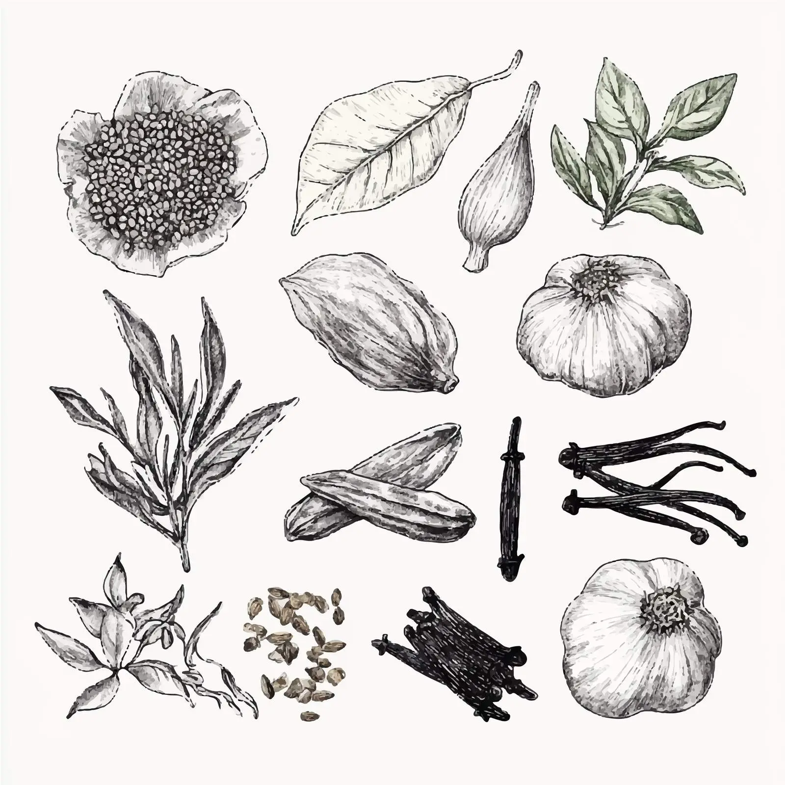 Hand-Drawn Watercolor Herbs, Spices, and Seeds — free download from Dotvec