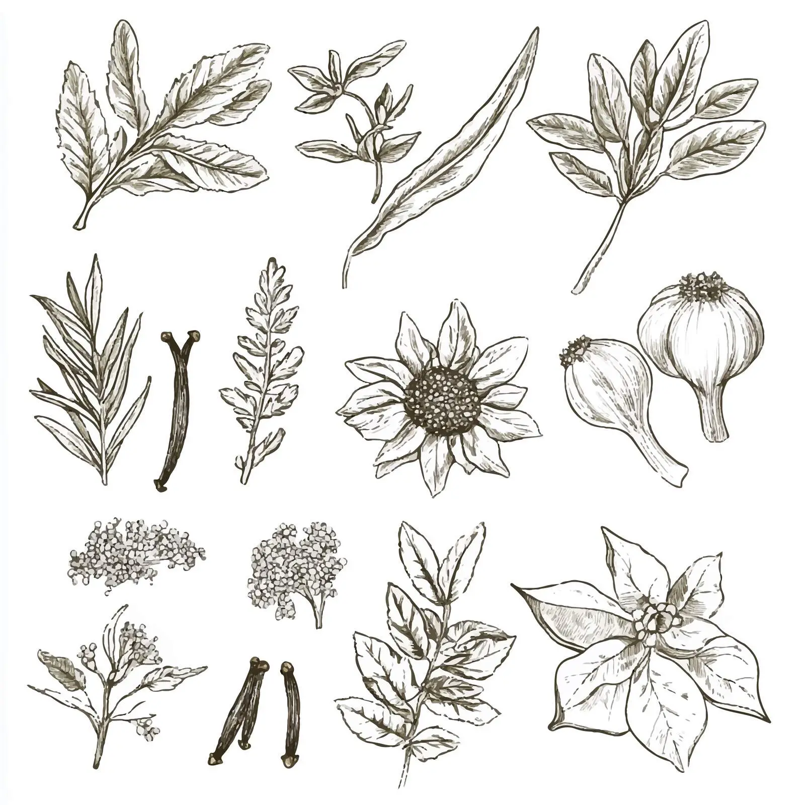 Hand-Drawn Watercolor Herbs and Spices Sketch — free download from Dotvec